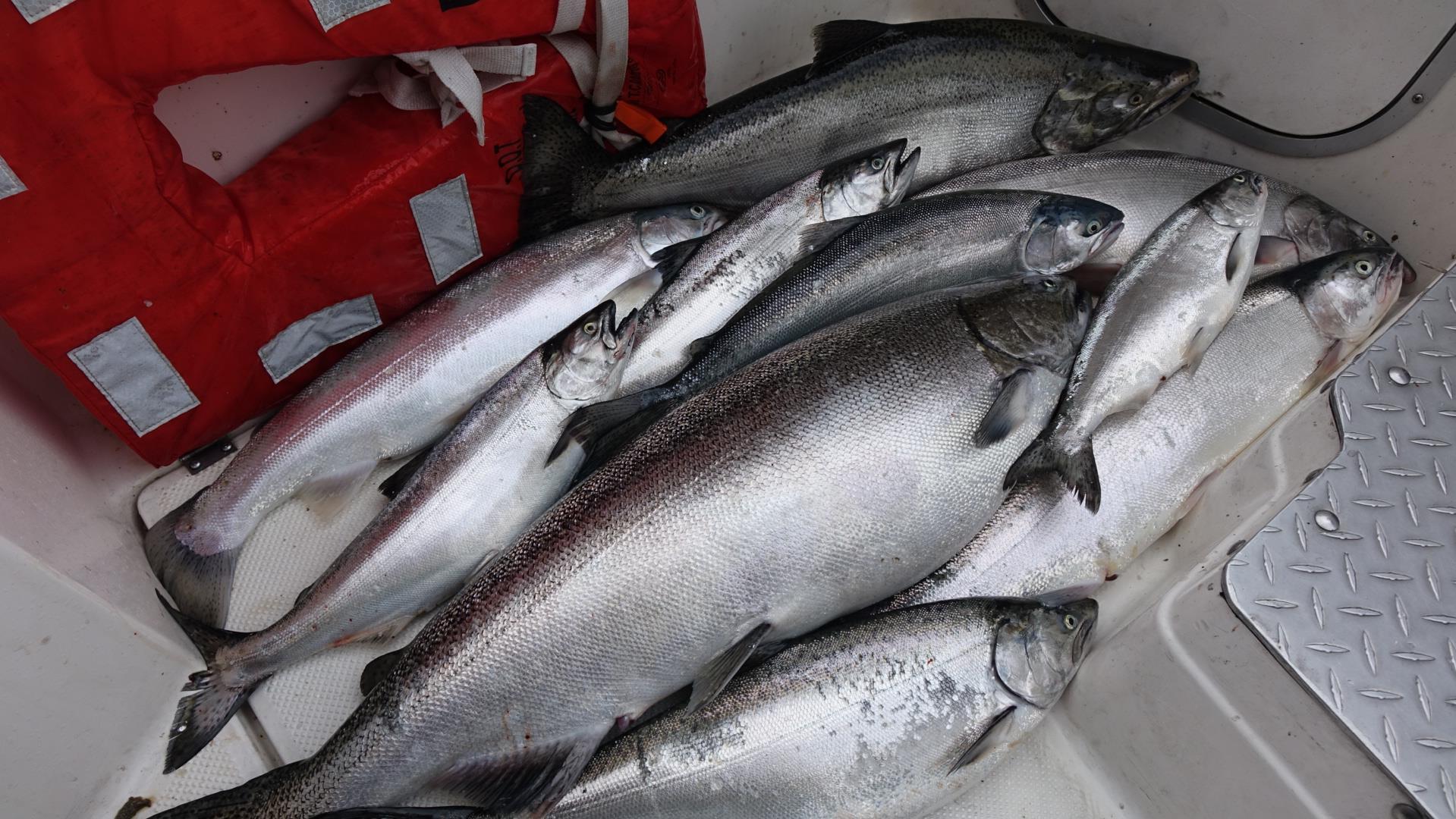 Le saumon du lac Ontario attire les pêcheurs québécois RadioCanada.ca