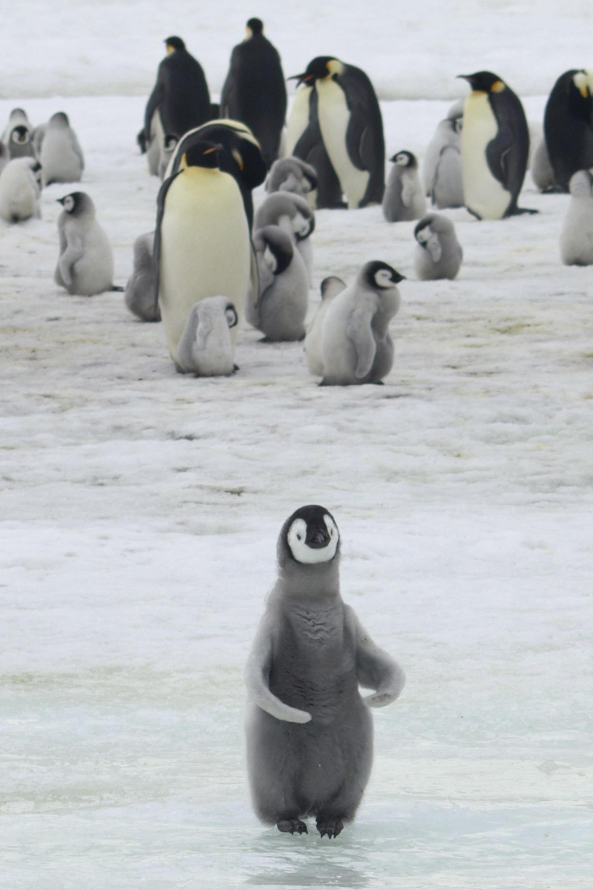 Les manchots empereurs boudent le plus grand site de reproduction de l'Antarctique RadioCanada.ca Les manchots empereurs boudent le plus grand site de reproduction de l'Antarctique RadioCanada.ca