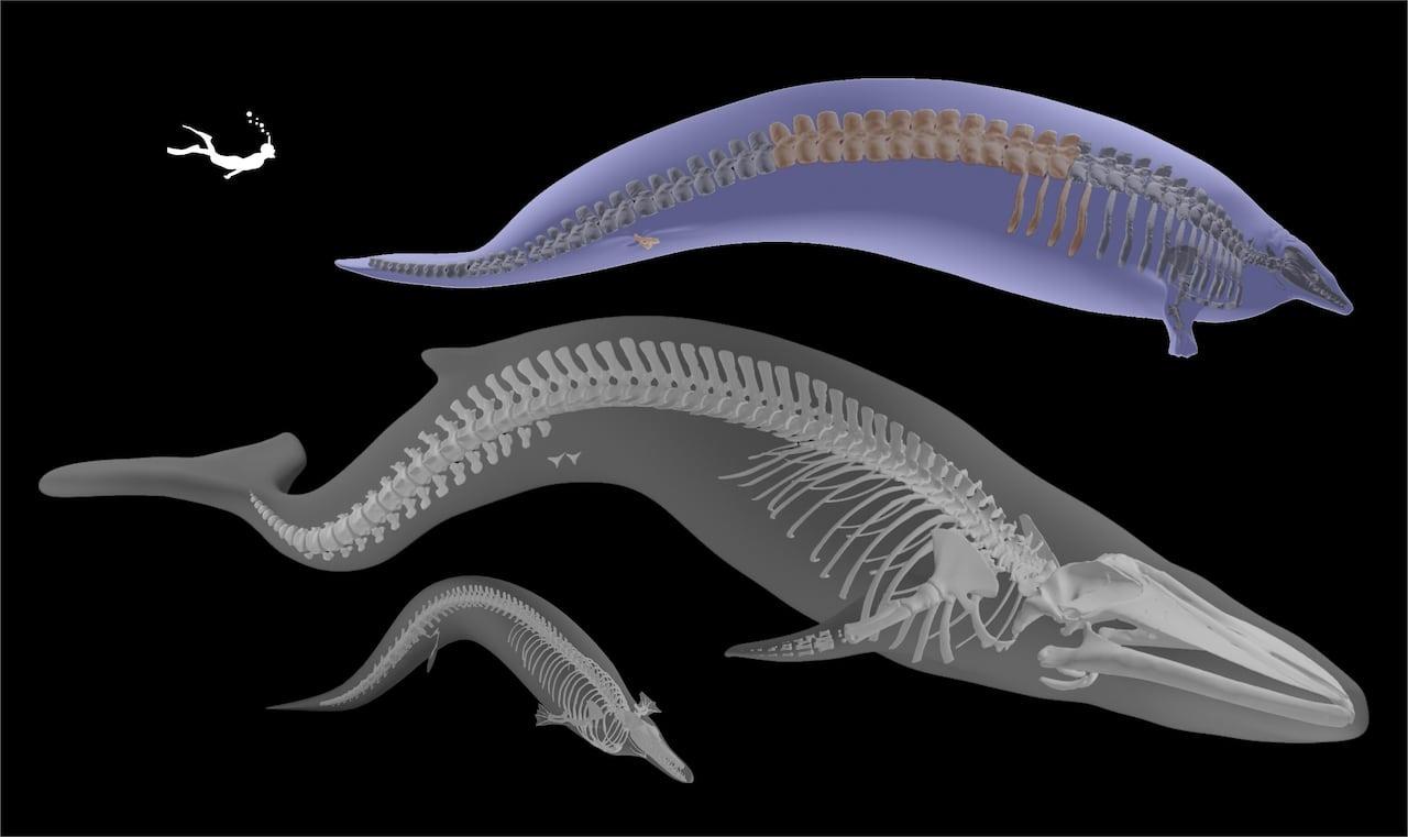 Three-dimensional reconstruction of the head of an adult sperm whale.