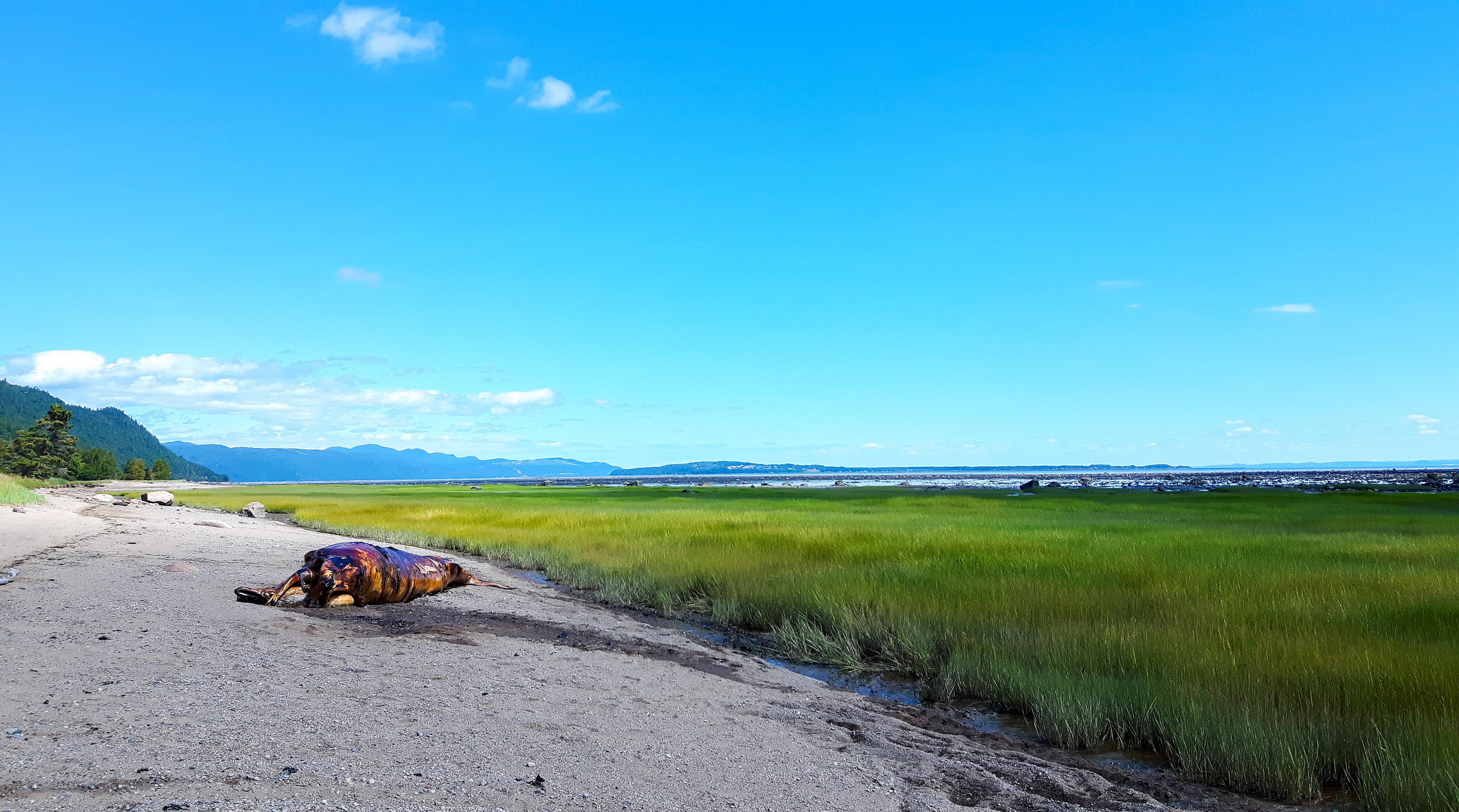 Une baleine échouée à PetiteRivièreSaintFrançois RadioCanada.ca