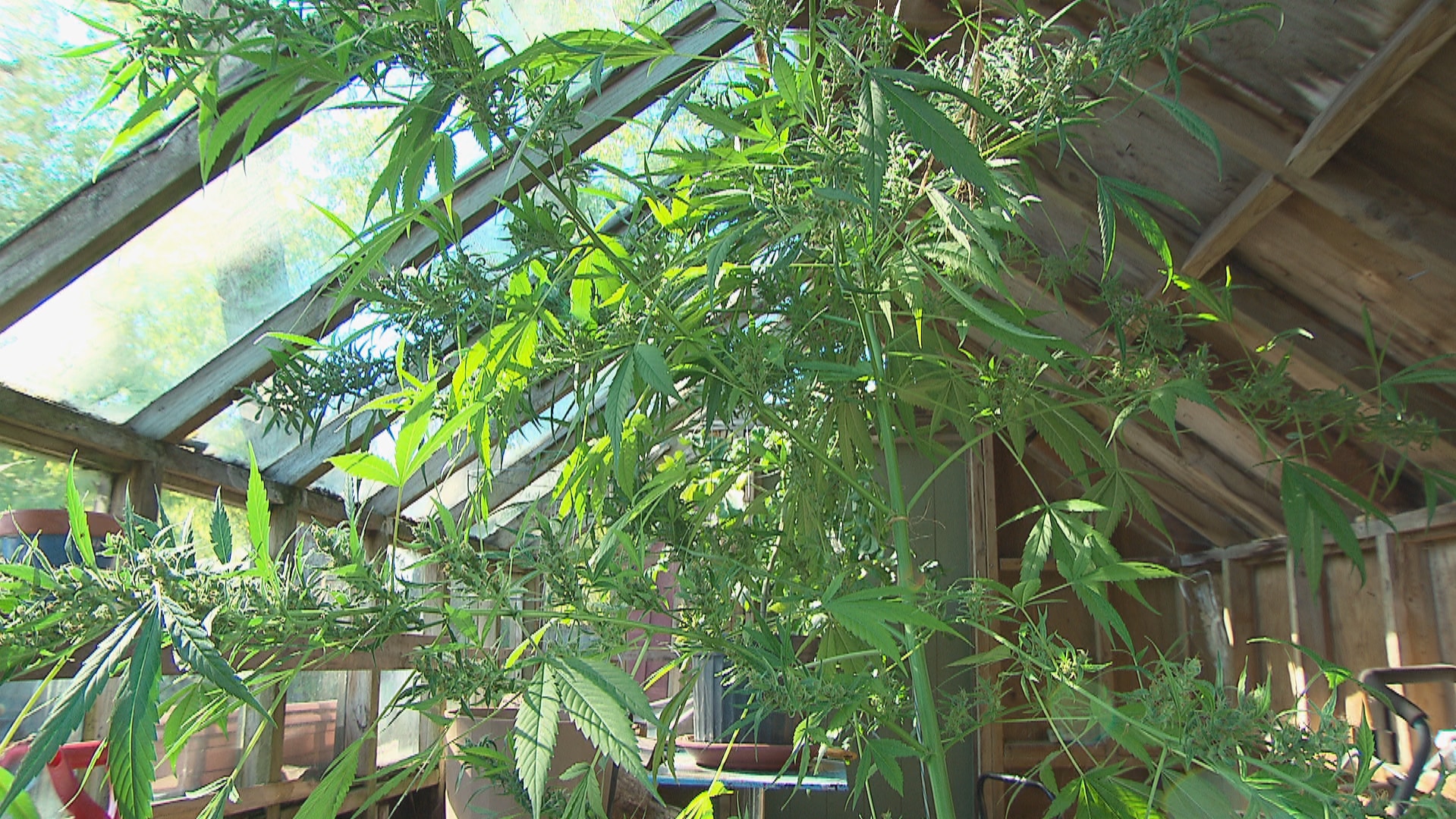 Faire pousser du cannabis chez soi, pas si facile que ça | Radio-Canada.ca