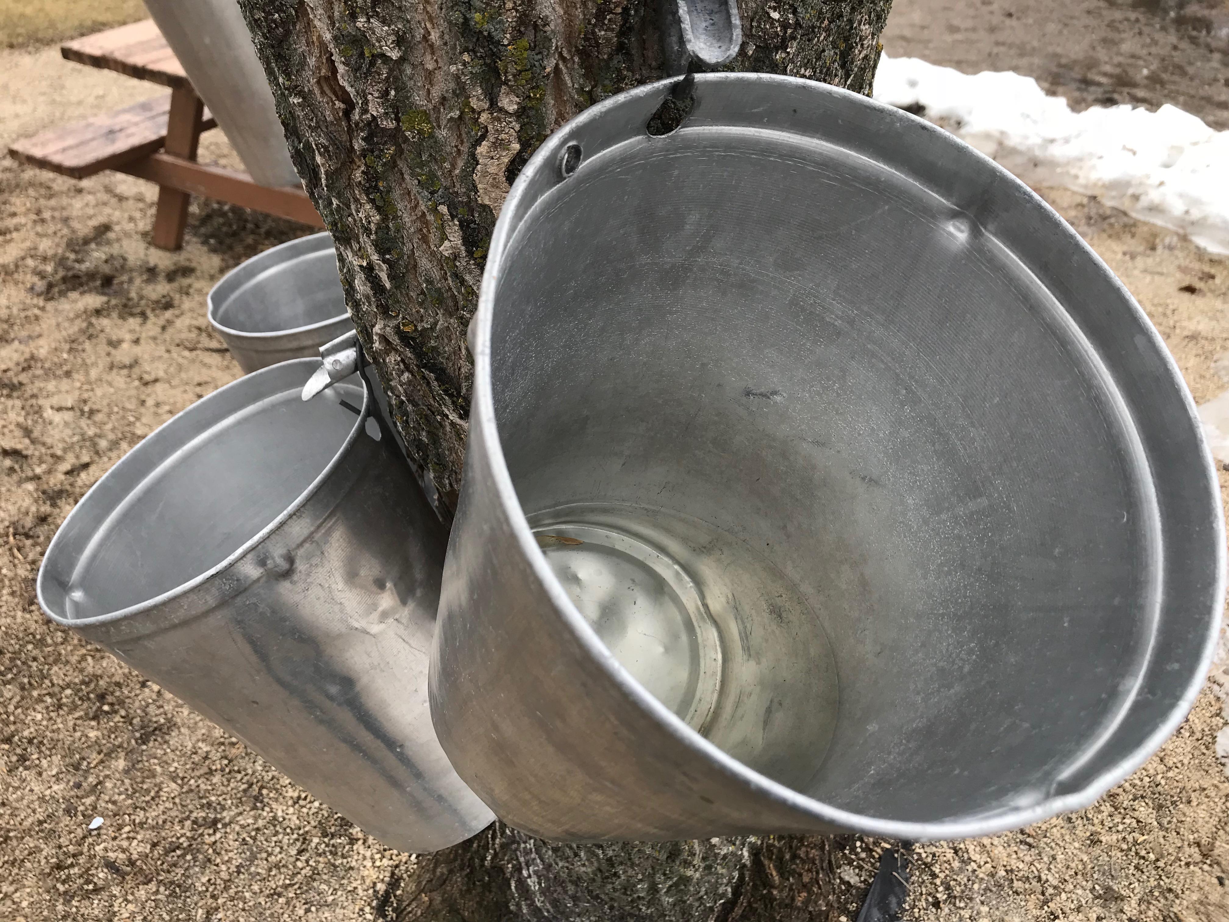 Combien D Eau D Erable Pour 1 Gallon De Sirop