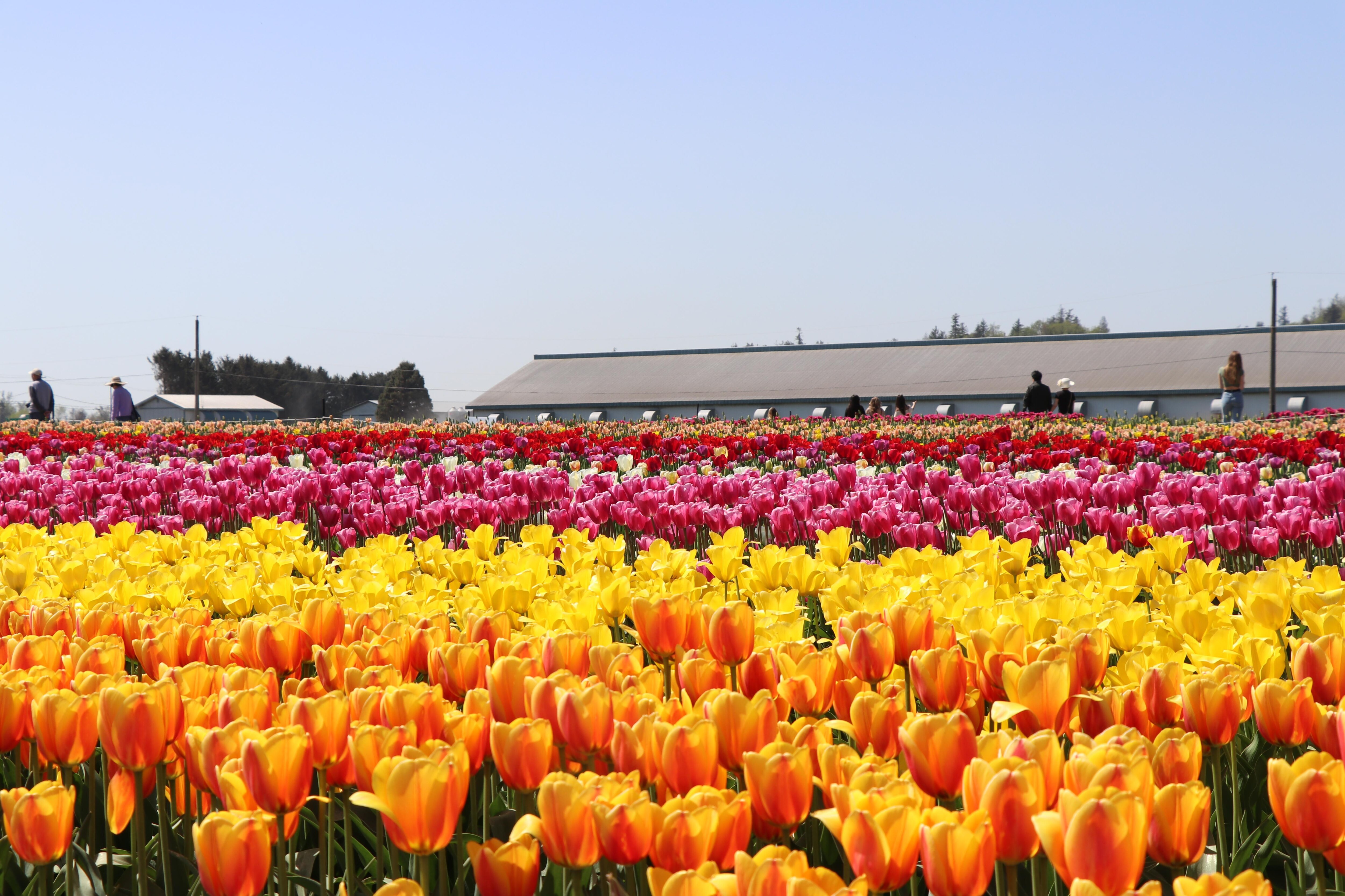 Le Festival Abbotsford Bloom Tulip les couleurs des PaysBas dans la