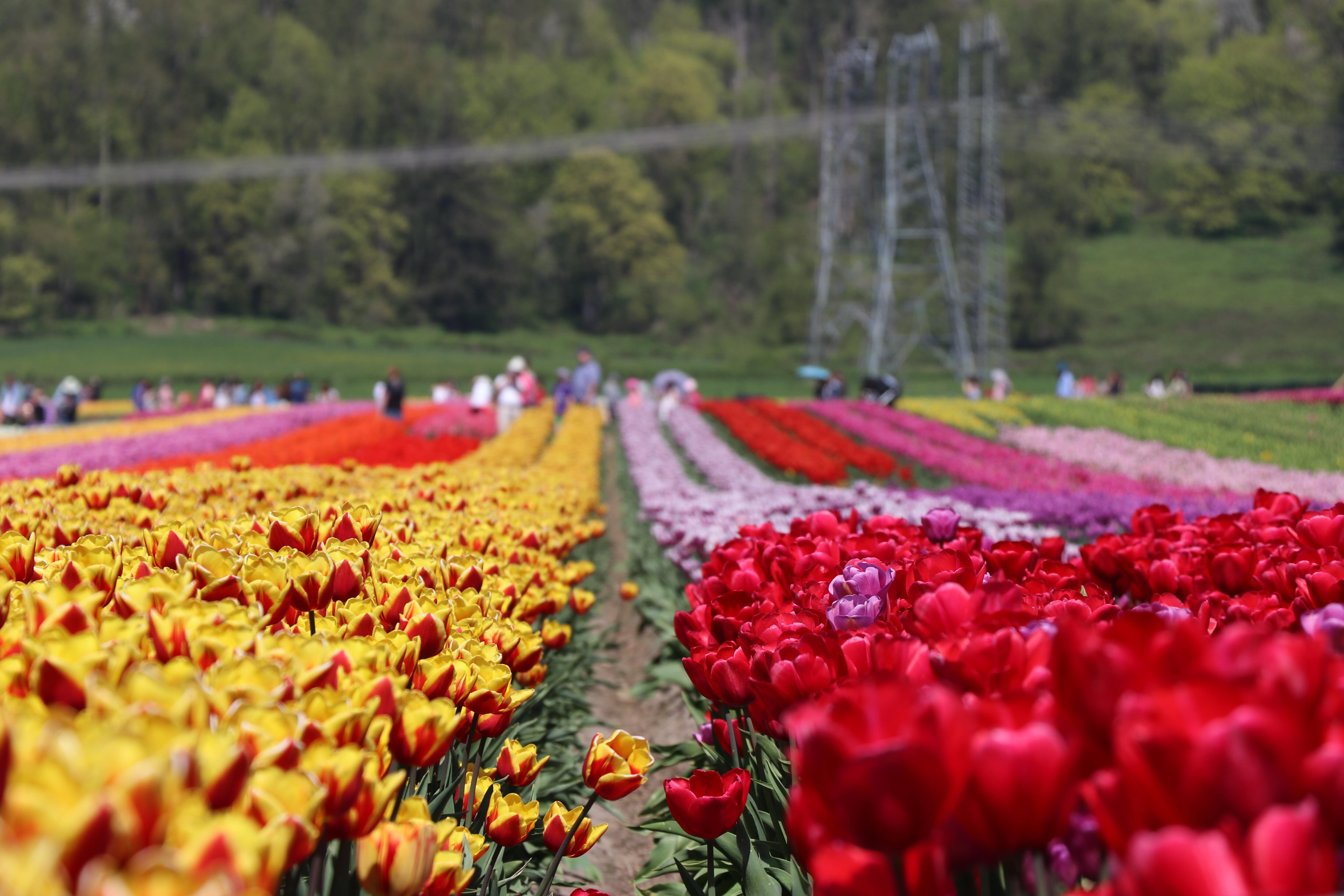 Le Festival Abbotsford Bloom Tulip les couleurs des PaysBas dans la