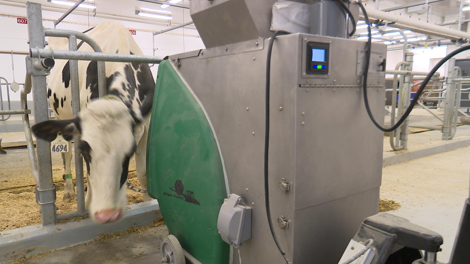 À la recherche d'une vache qui