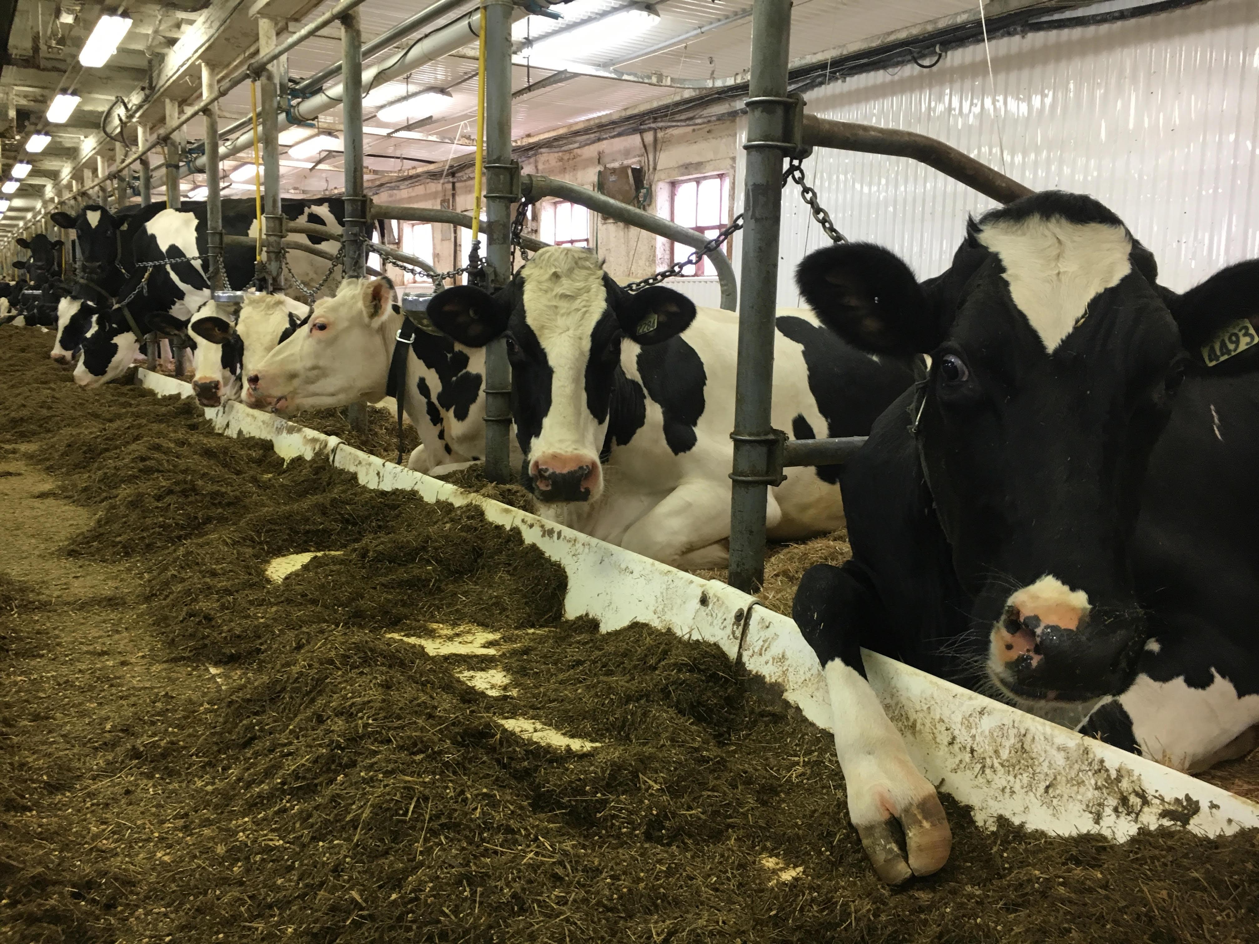 Apprendre La Production Laitière à La Ferme Radio Canadaca 