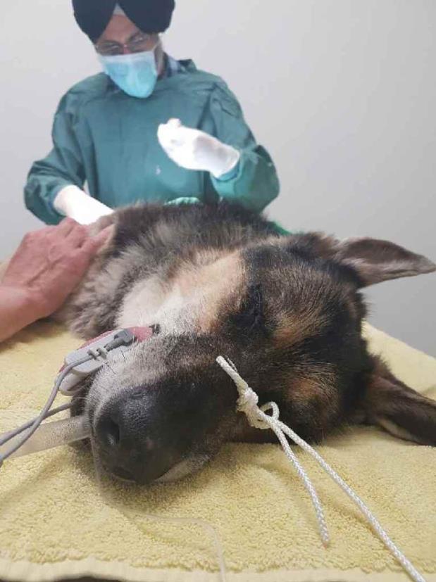 Un Canadien clone son chien pour 90 000 RadioCanada.ca