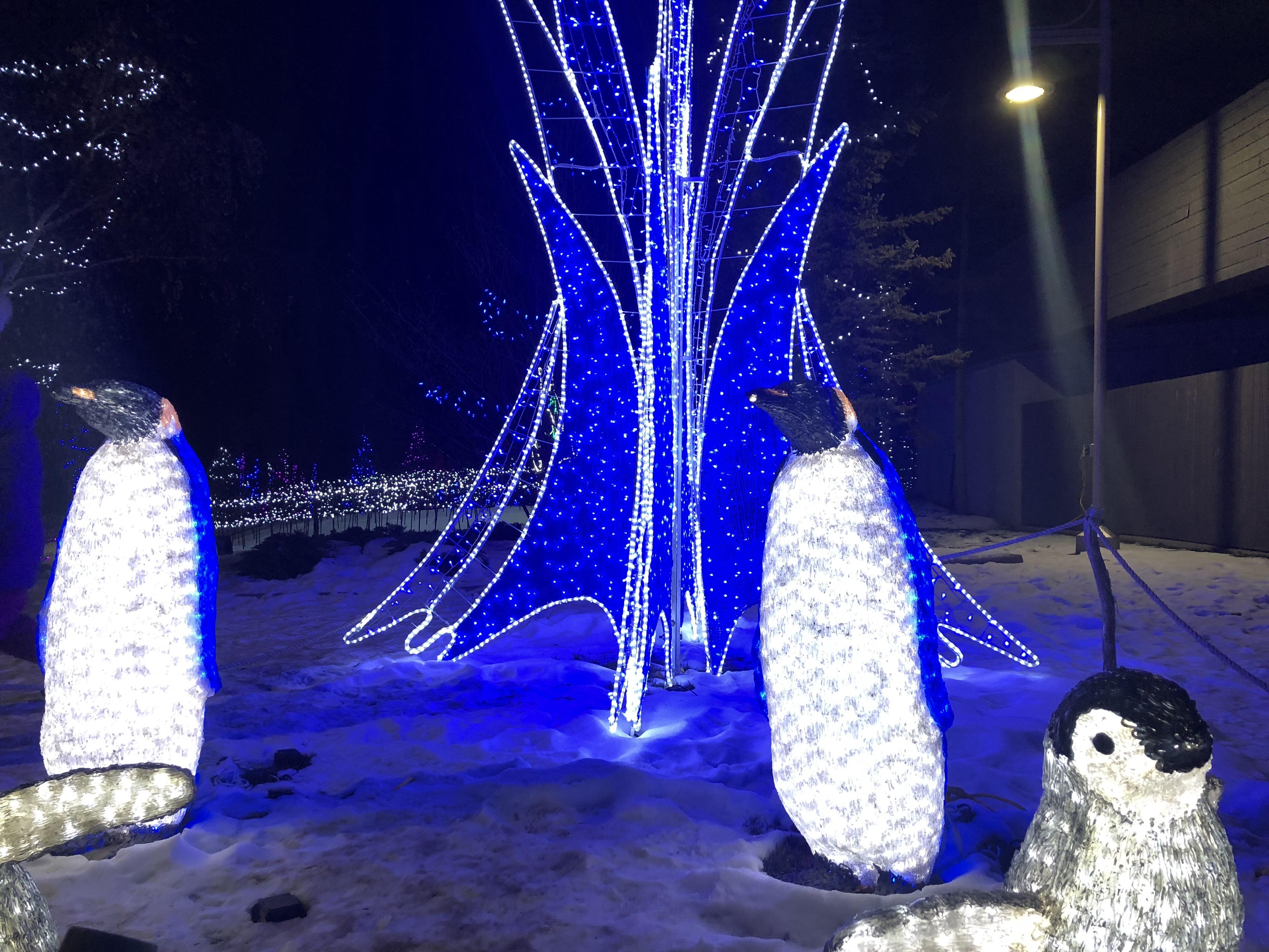 Zoos en lumière une façon d'apprivoiser l'hiver RadioCanada.ca