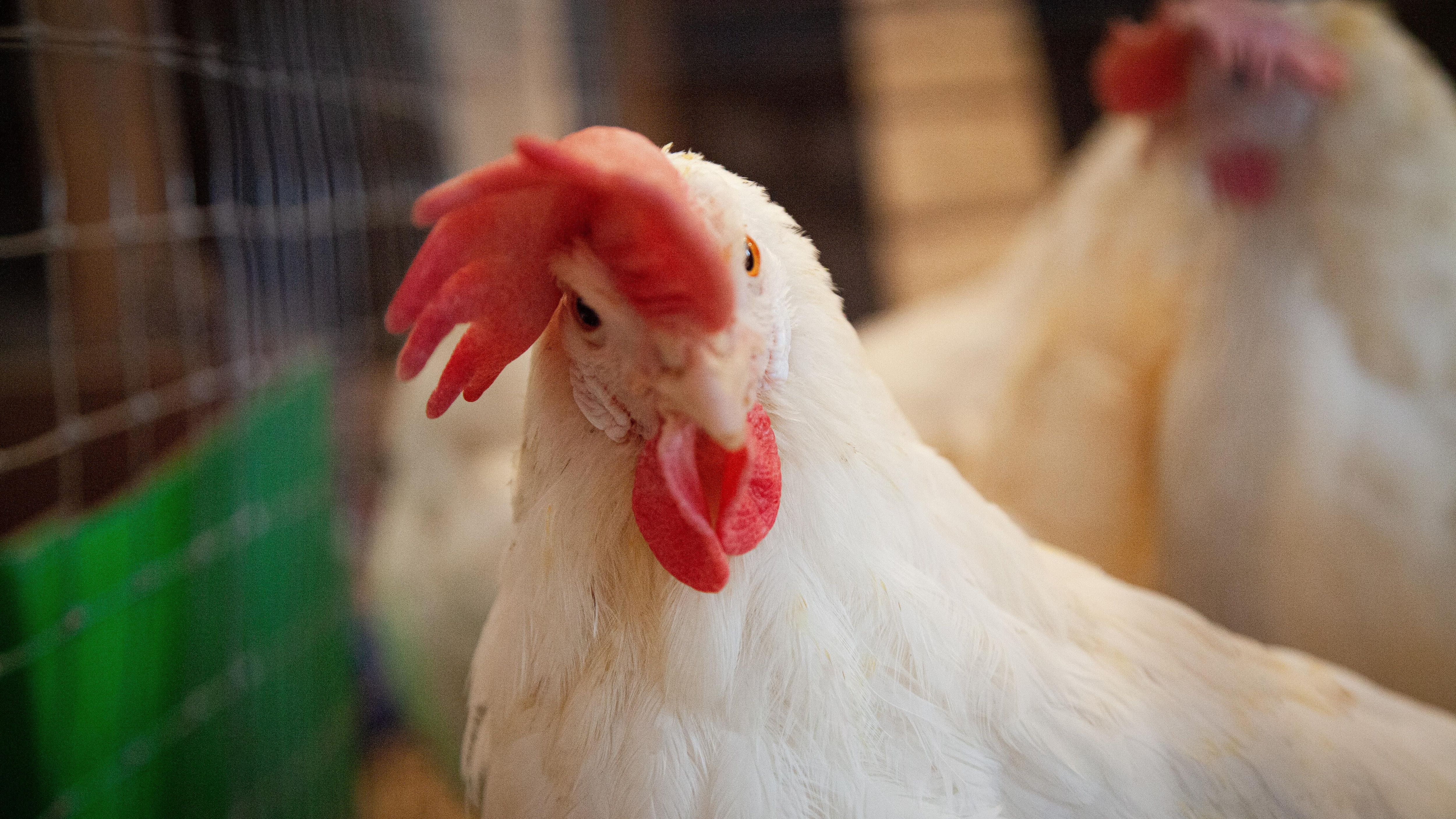 Comment Reconnaitre Une Poule D Un Coq Cinq choses à savoir avant d'avoir des poules à la maison | Radio-Canada.ca