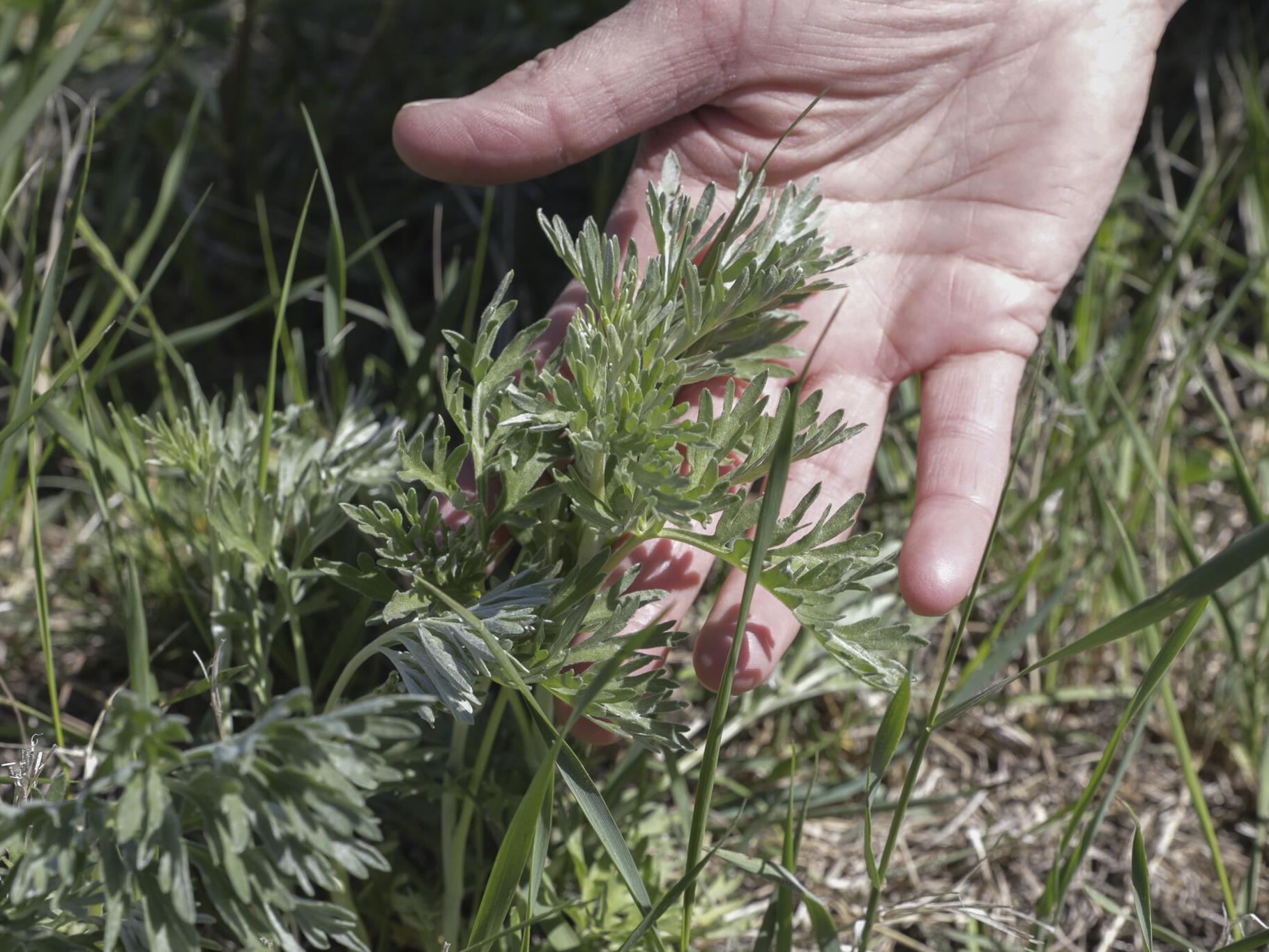 La tâche la plus abjecte du jardin, le désherbage
La tâche la plus abjecte du jardin, le désherbage