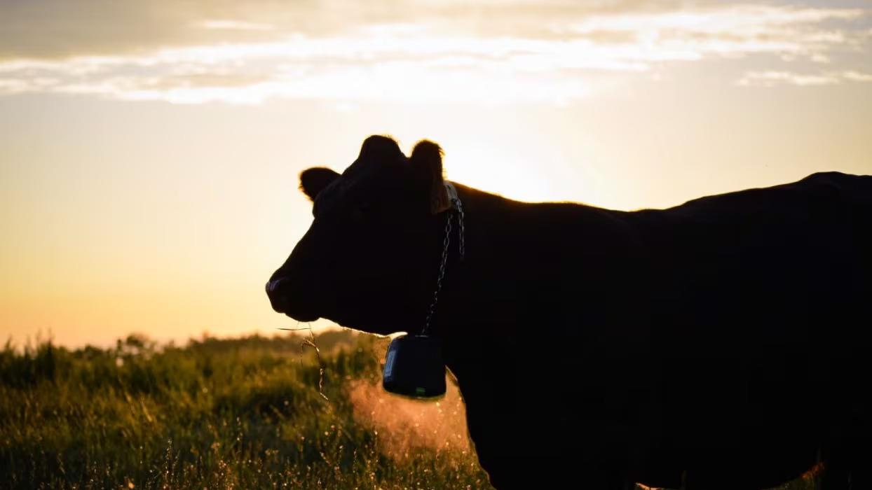 Réduire les gaz à effet de serre grâce aux vaches