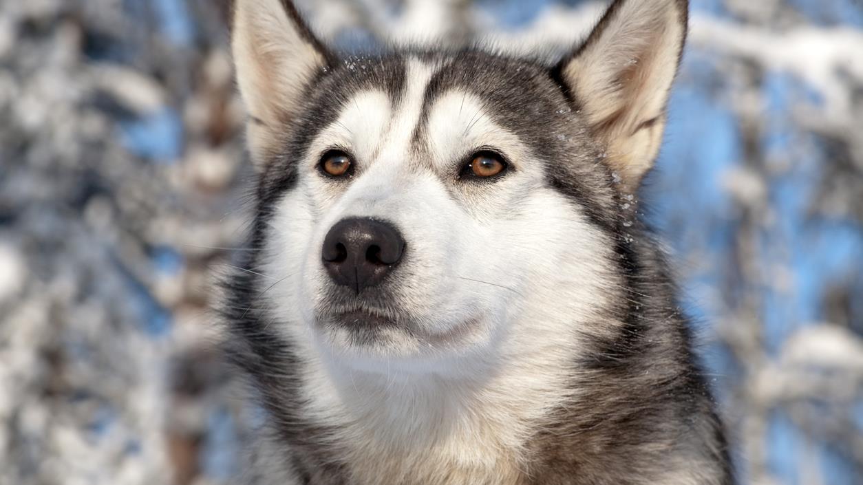 Le lien historique entre les Inuit et leurs chiens, avec lanthropologue  Francis Lévesque