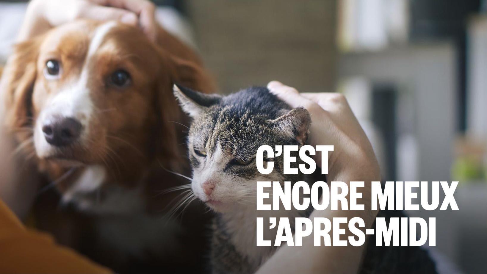 Assurances chiens et chats : est-ce vraiment rentable?