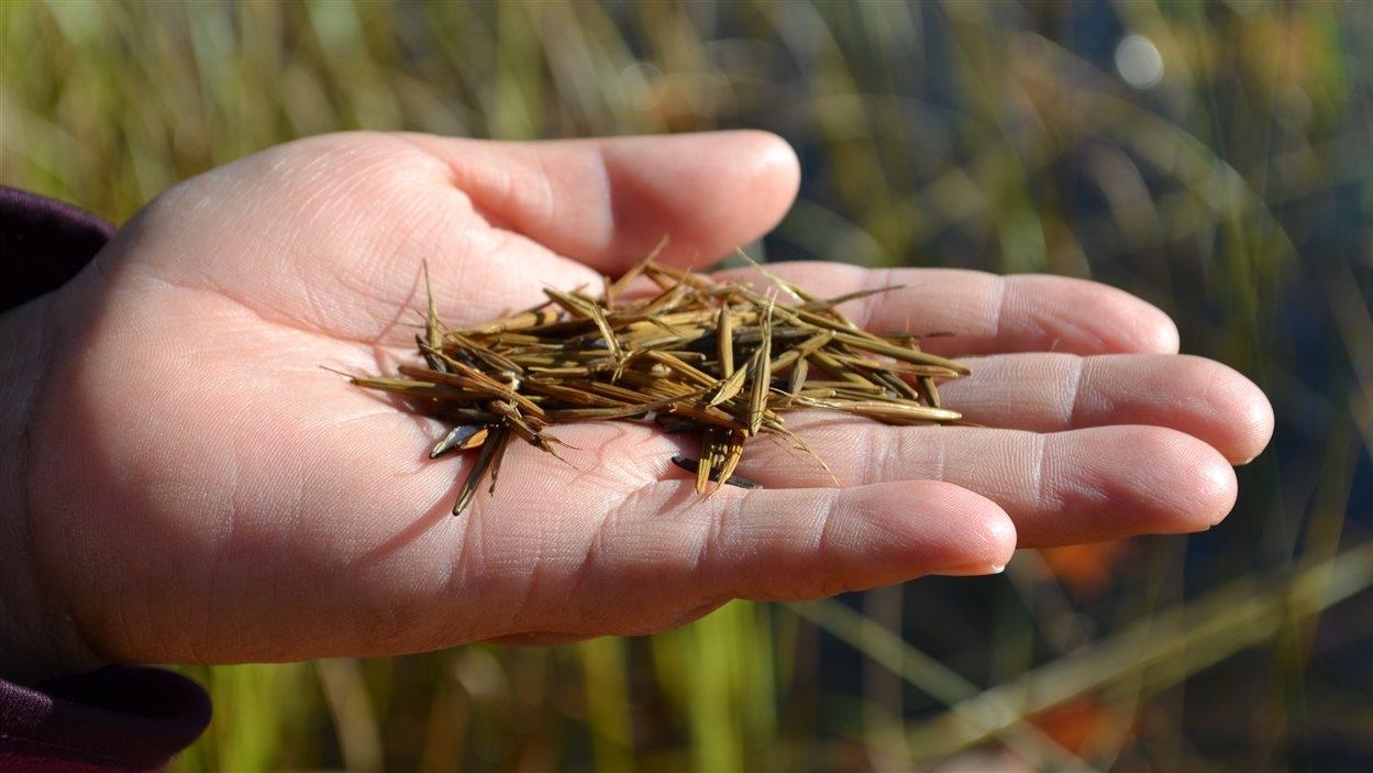 Le riz sauvage pourrait aider à prévenir certaines maladies
Le riz sauvage pourrait aider à prévenir certaines maladies