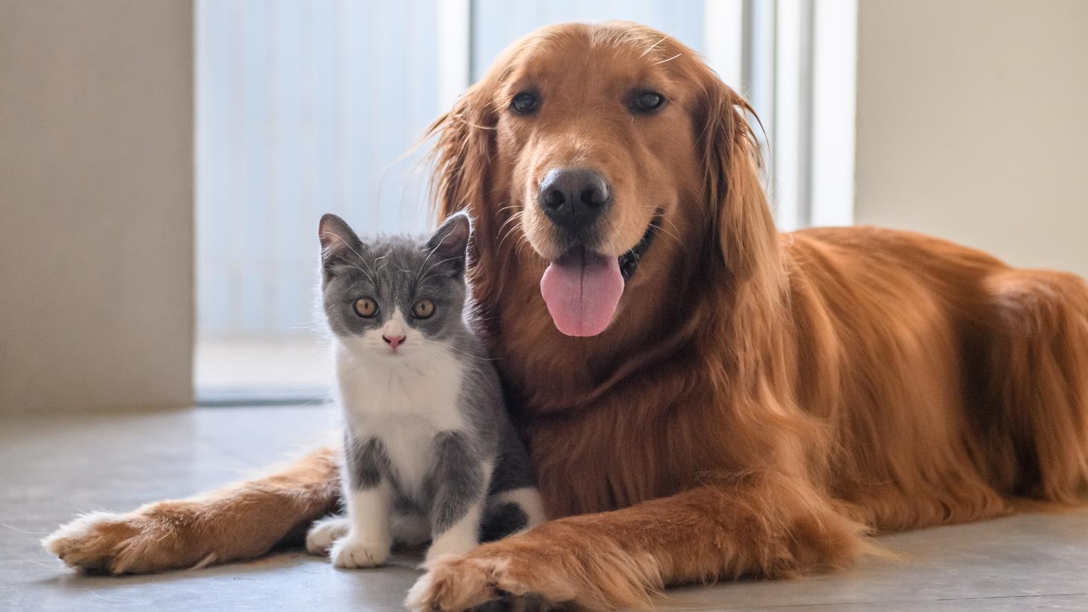 Comment Proteger Vos Animaux De Compagnie Des Maladies Transmises Par Des Tiques Radio Canada Ca Comment Proteger Vos Animaux De Compagnie Des Maladies Transmises Par Des Tiques Radio Canada Ca