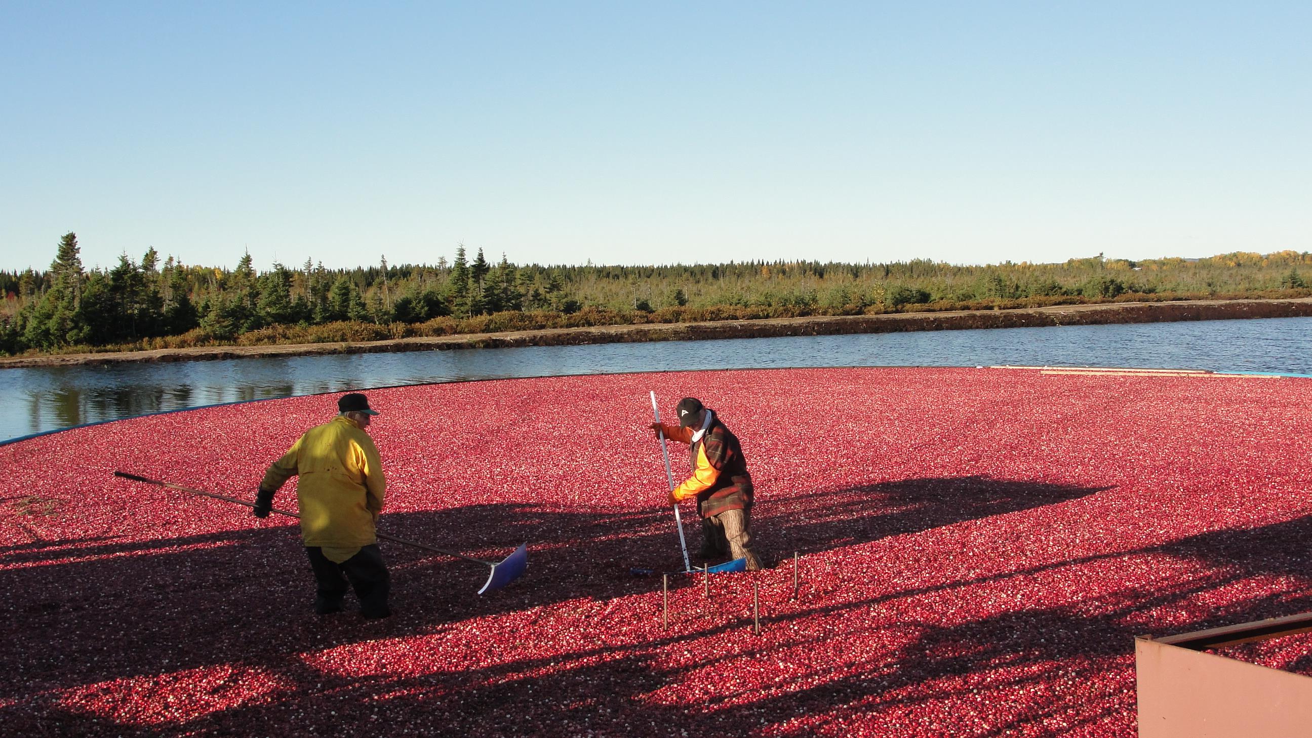 Des argousiers nordiques à ChuteauxOutardes