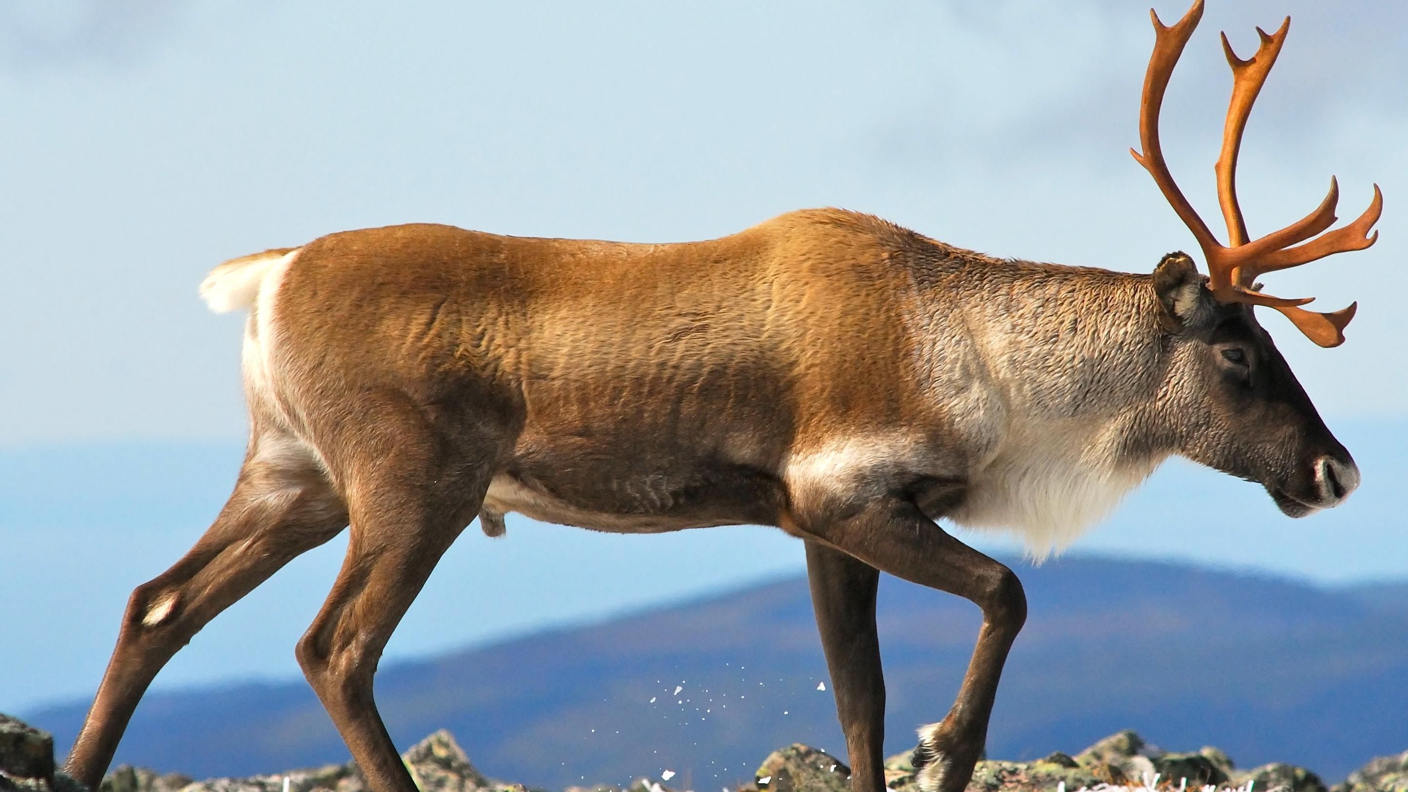 Où en sommes-nous dans le dossier caribou?