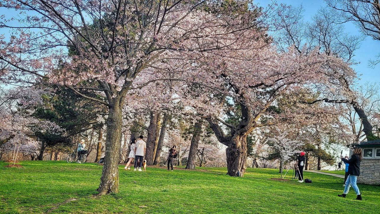Le phénomène des cerisiers en fleurs à High Park
Le phénomène des cerisiers en fleurs à High Park