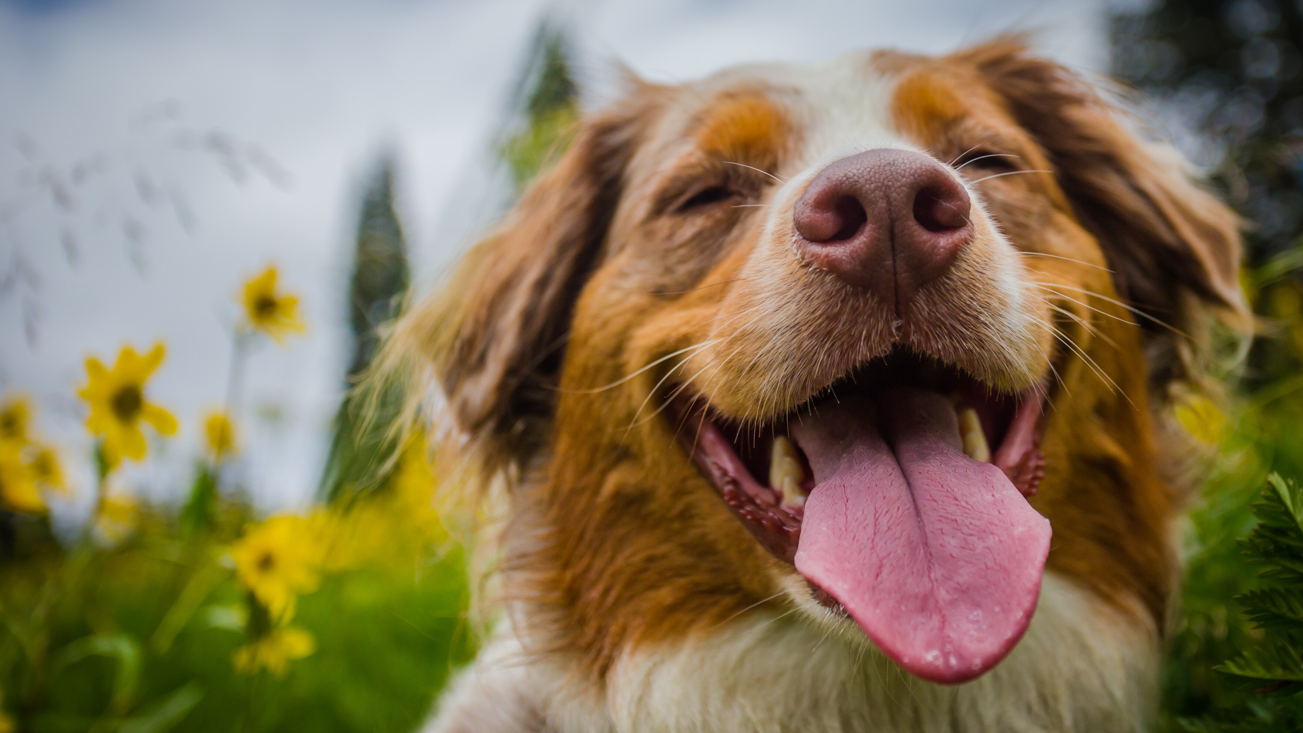 Happy dog