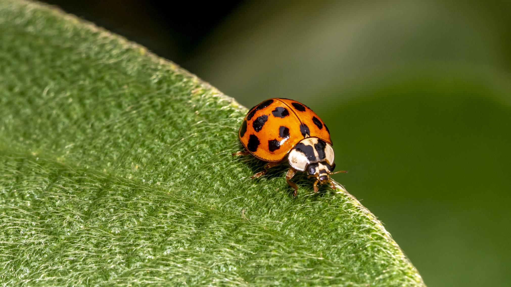 Les coccinelles asiatiques envahissent la r gion