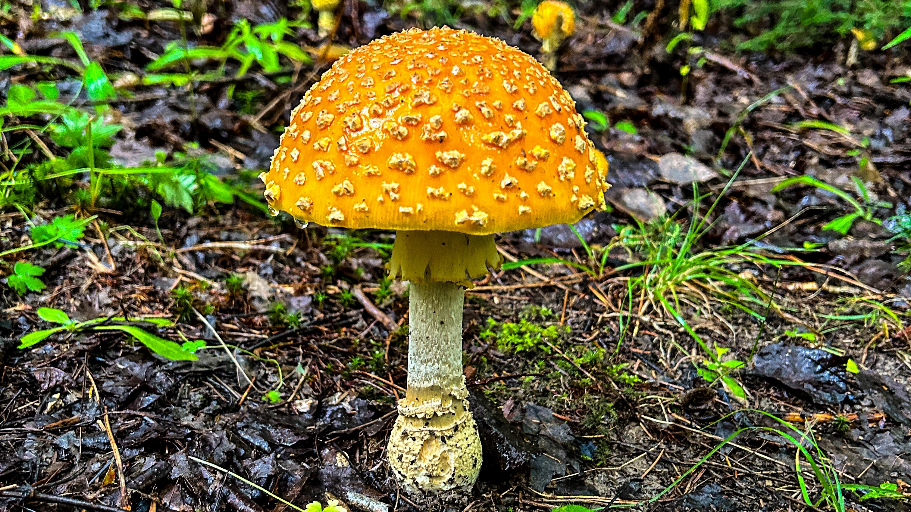 Série Cueillettes] Des champignons comme des trésors