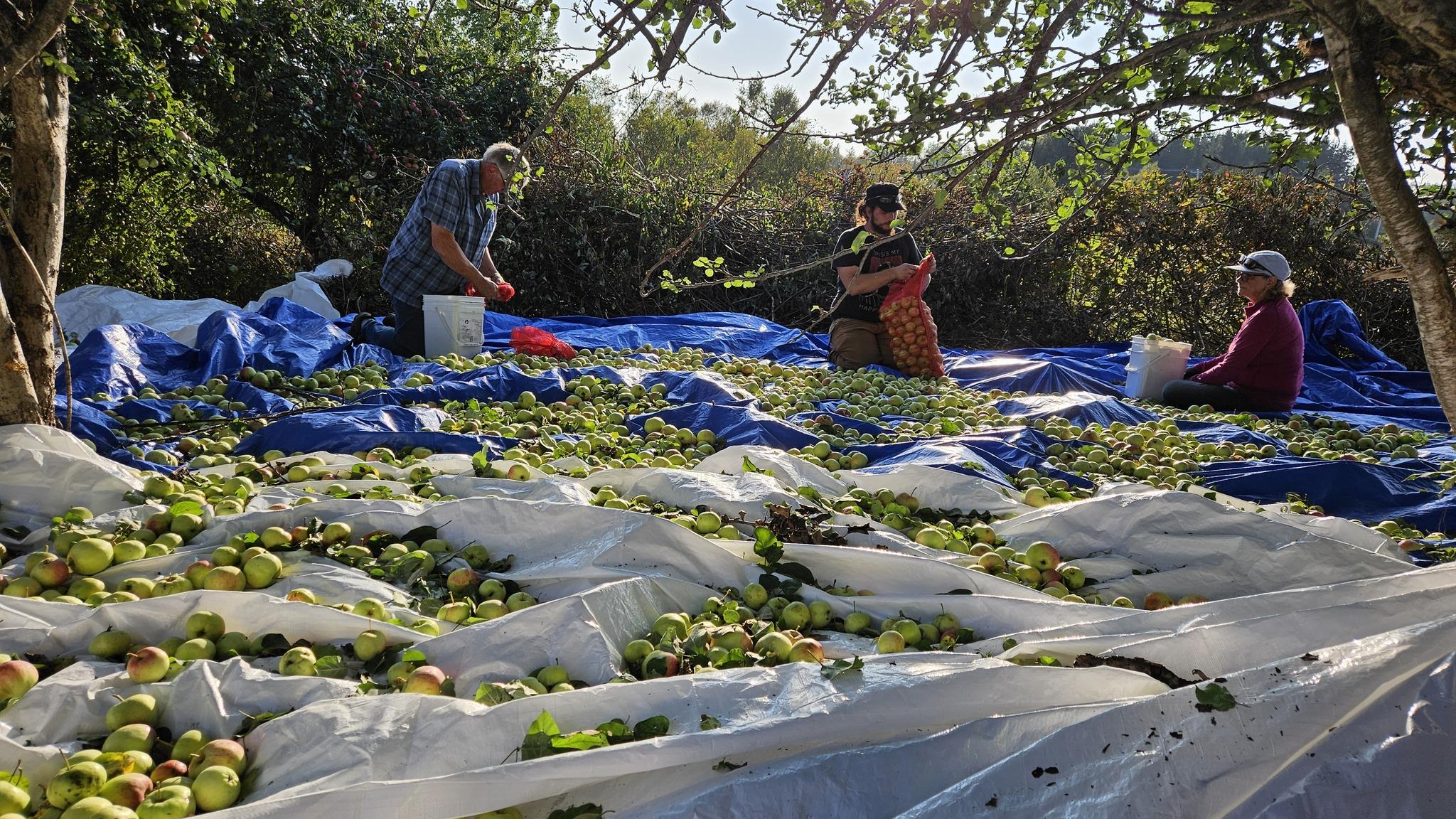6 tonnes de pommes pour faire un brandy à Caplan