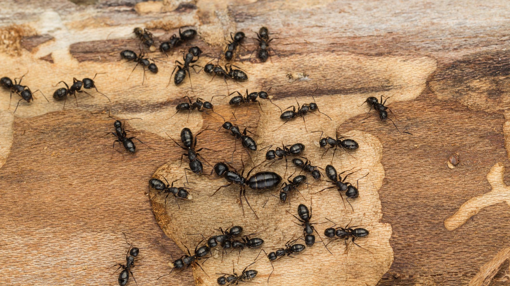 Fourmi Insecte Un exterminateur nous parle des insectes indésirables de cet été ...