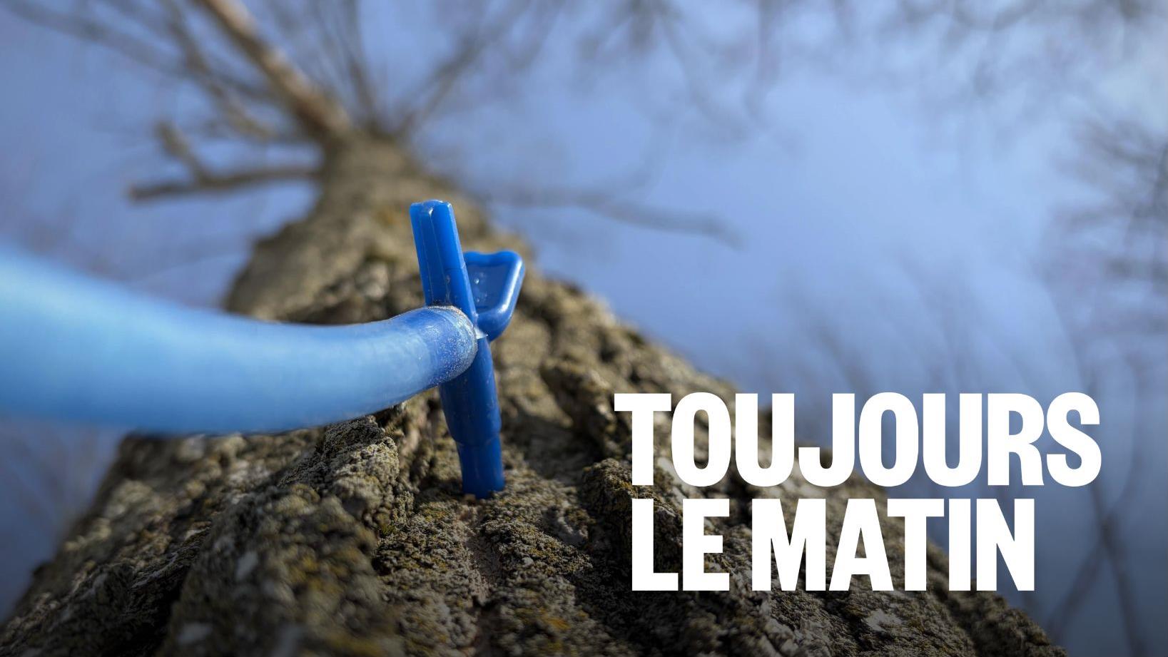 Des érablières débordées