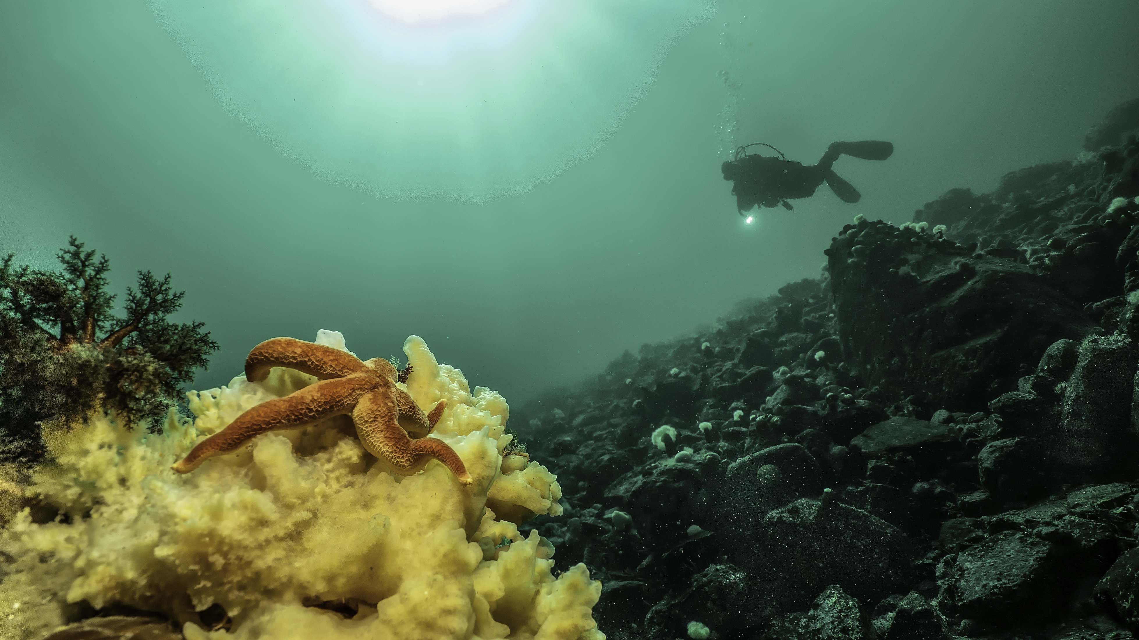 Les splendeurs sousmarines du fleuve révélées dans un documentaire Samedi et rien d'autre Les splendeurs sousmarines du fleuve révélées dans un documentaire Samedi et rien d'autre