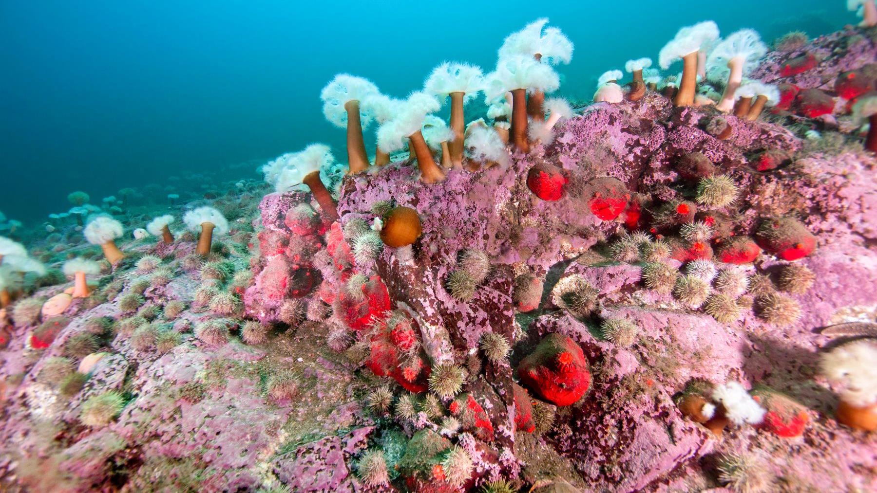 De la plongée sous-marine sur Anticosti
De la plongée sous-marine sur Anticosti