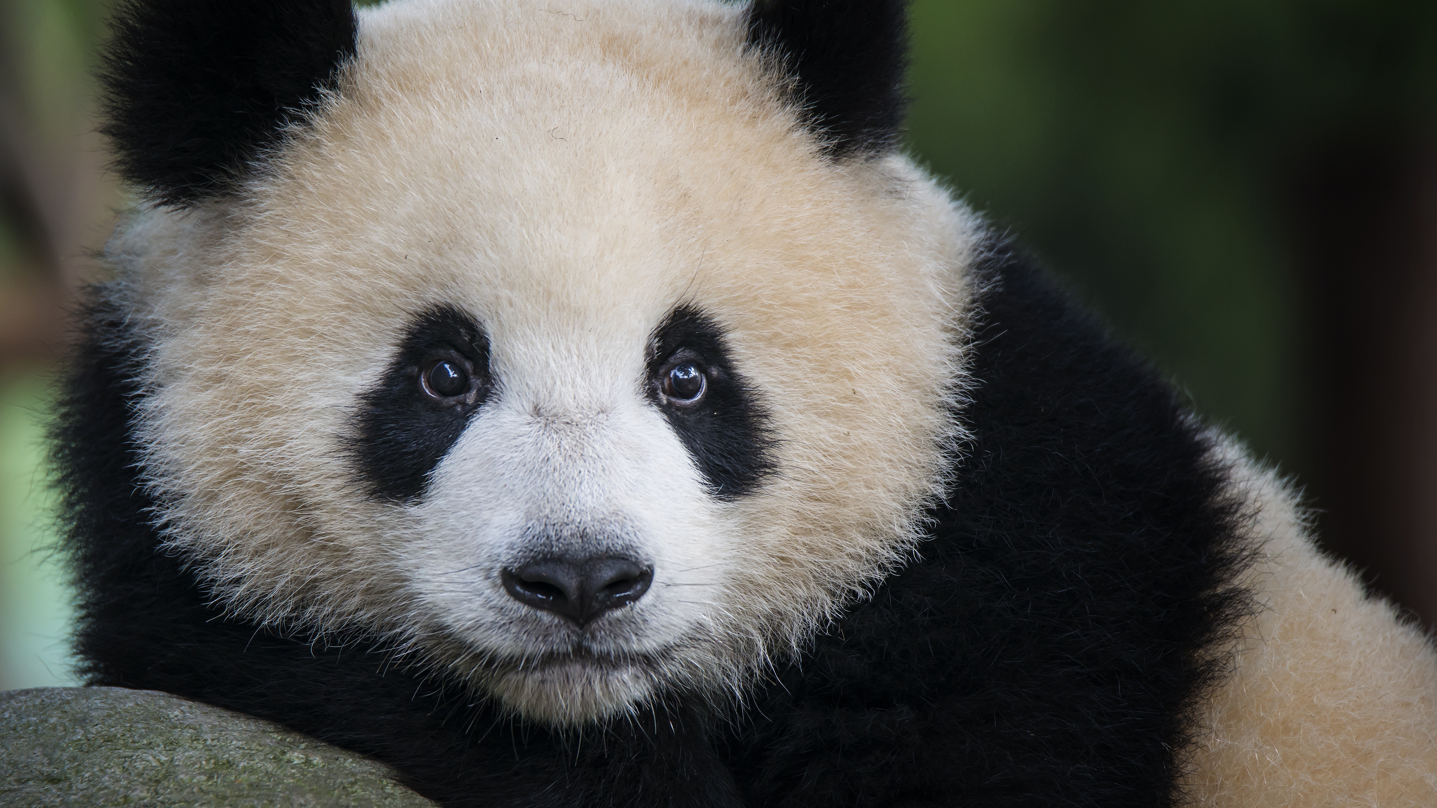 Protection D Especes Vulnerables Le Succes De La Chine Avec Le Panda Geant L Heure Du Monde