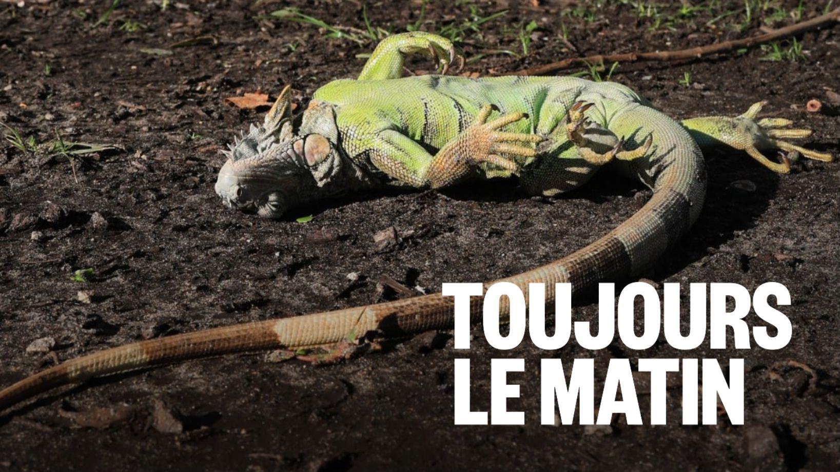 Les iguanes tombent des arbres en Floride