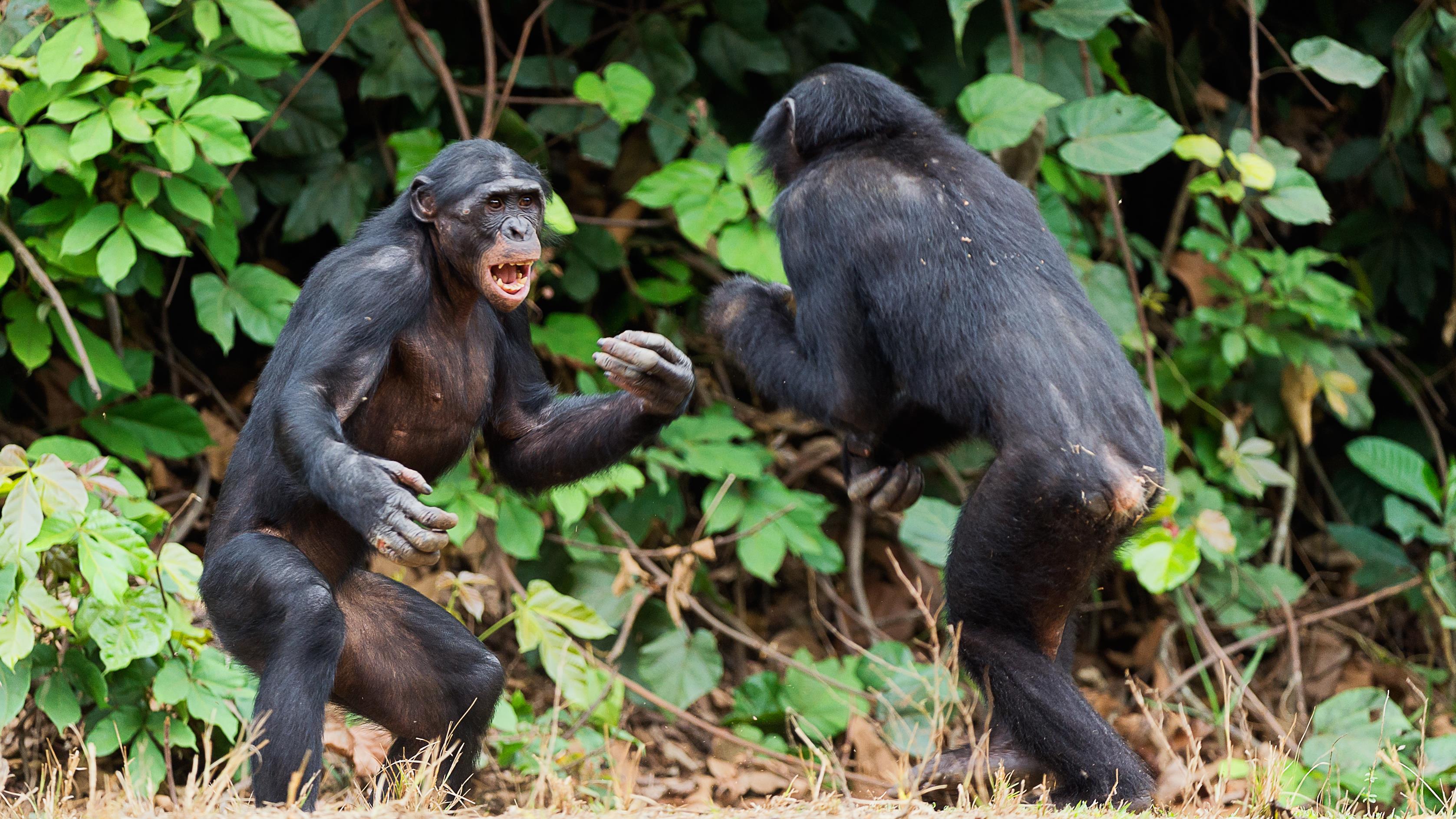 Les animaux se font-ils la guerre?