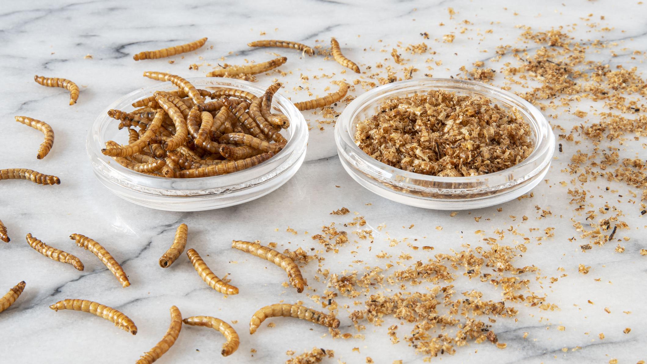 Manger des insectes comestibles: Entre peur et normalité