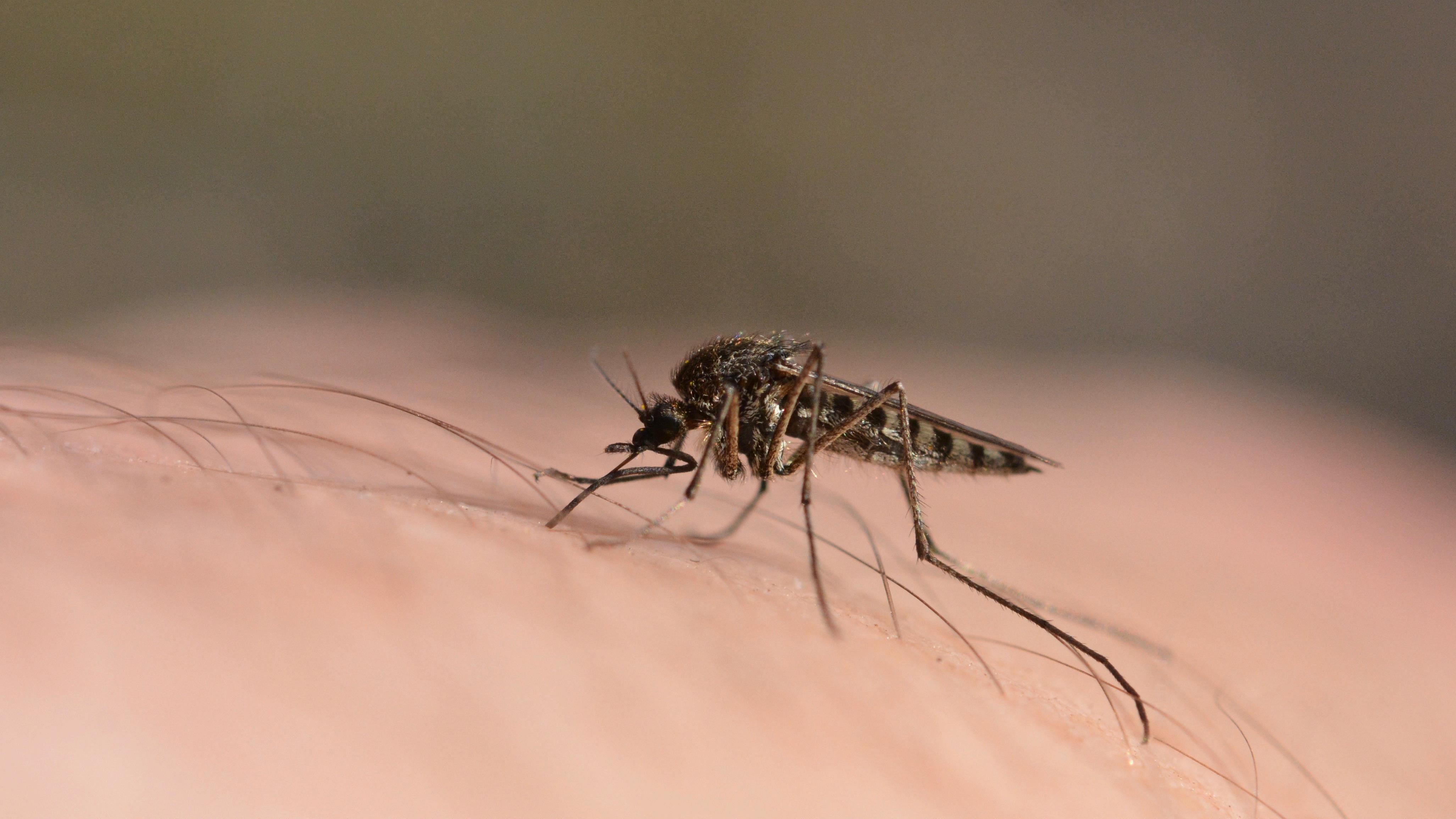 Piqûre de moutsiques et allergie
Piqûre de moutsiques et allergie