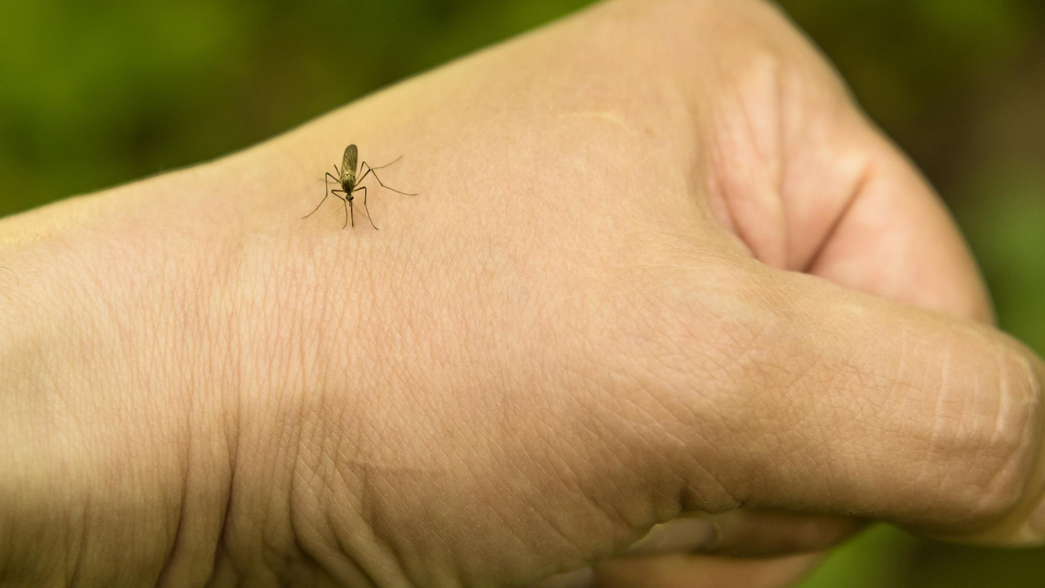 Un plus grand nombre de maringouins à prévoir cet été