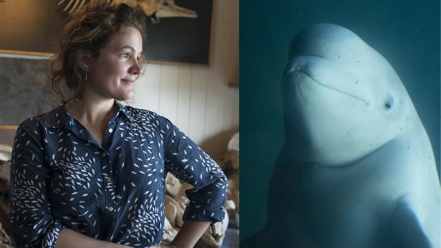 L’âge des baleines ou raconter la disparition des cétacés aux enfants