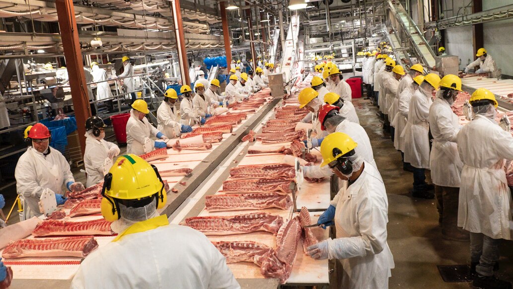 Les abattoirs de porcs n'ont pas été épargnés par la crise de la COVID