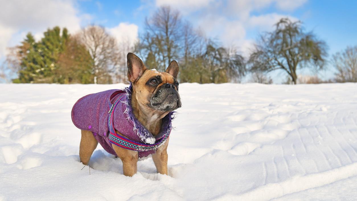 Faut-il vraiment habiller son chien l'hiver?
Faut-il vraiment habiller son chien l'hiver?