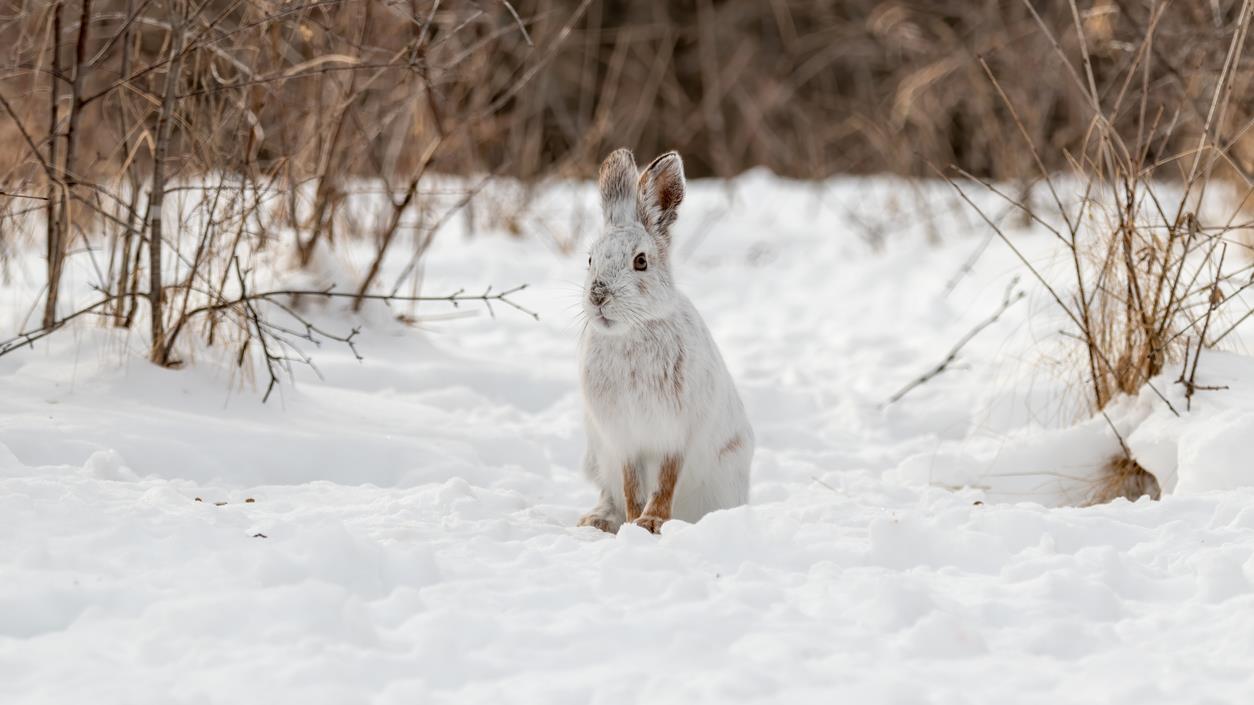 Qu'est-ce qui déclenche le processus du changement de pelage chez les animaux?
Qu'est-ce qui déclenche le processus du changement de pelage chez les animaux?