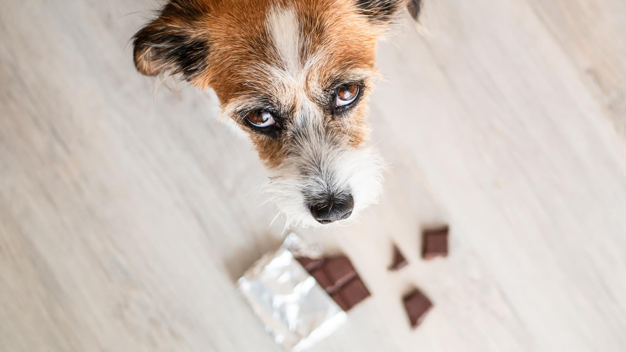 Pourquoi le chocolat est-il dangereux pour les animaux?
Pourquoi le chocolat est-il dangereux pour les animaux?