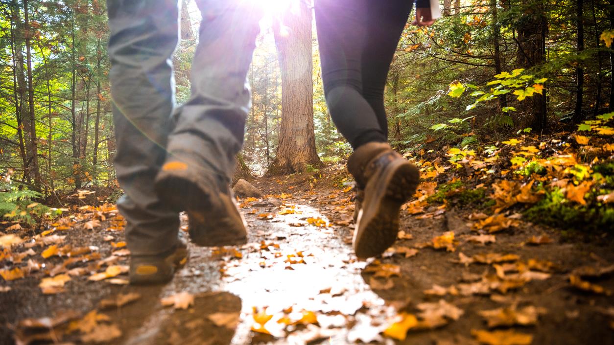 Les feuilles d’arbre sont-elles comestibles?
Les feuilles d’arbre sont-elles comestibles?