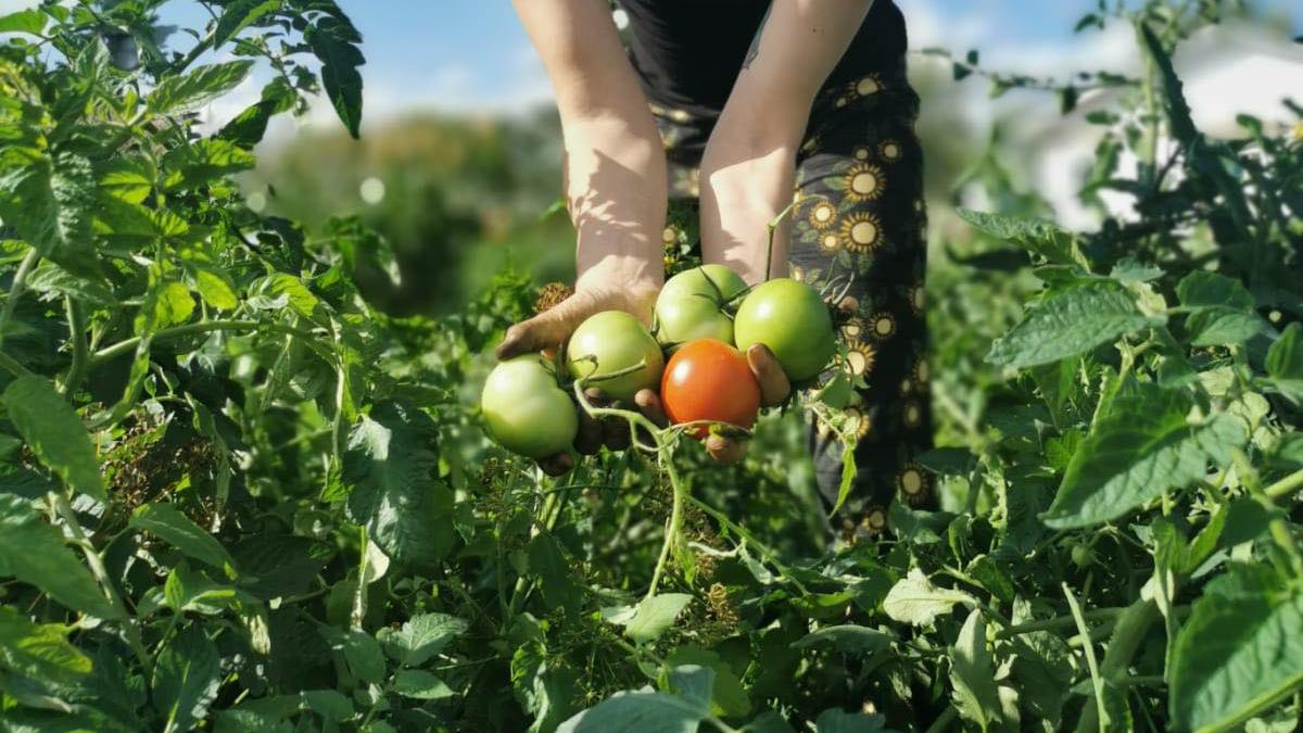 Qu'est-ce qui pousse dans le jardin de Myriam Perrault?
Qu'est-ce qui pousse dans le jardin de Myriam Perrault?