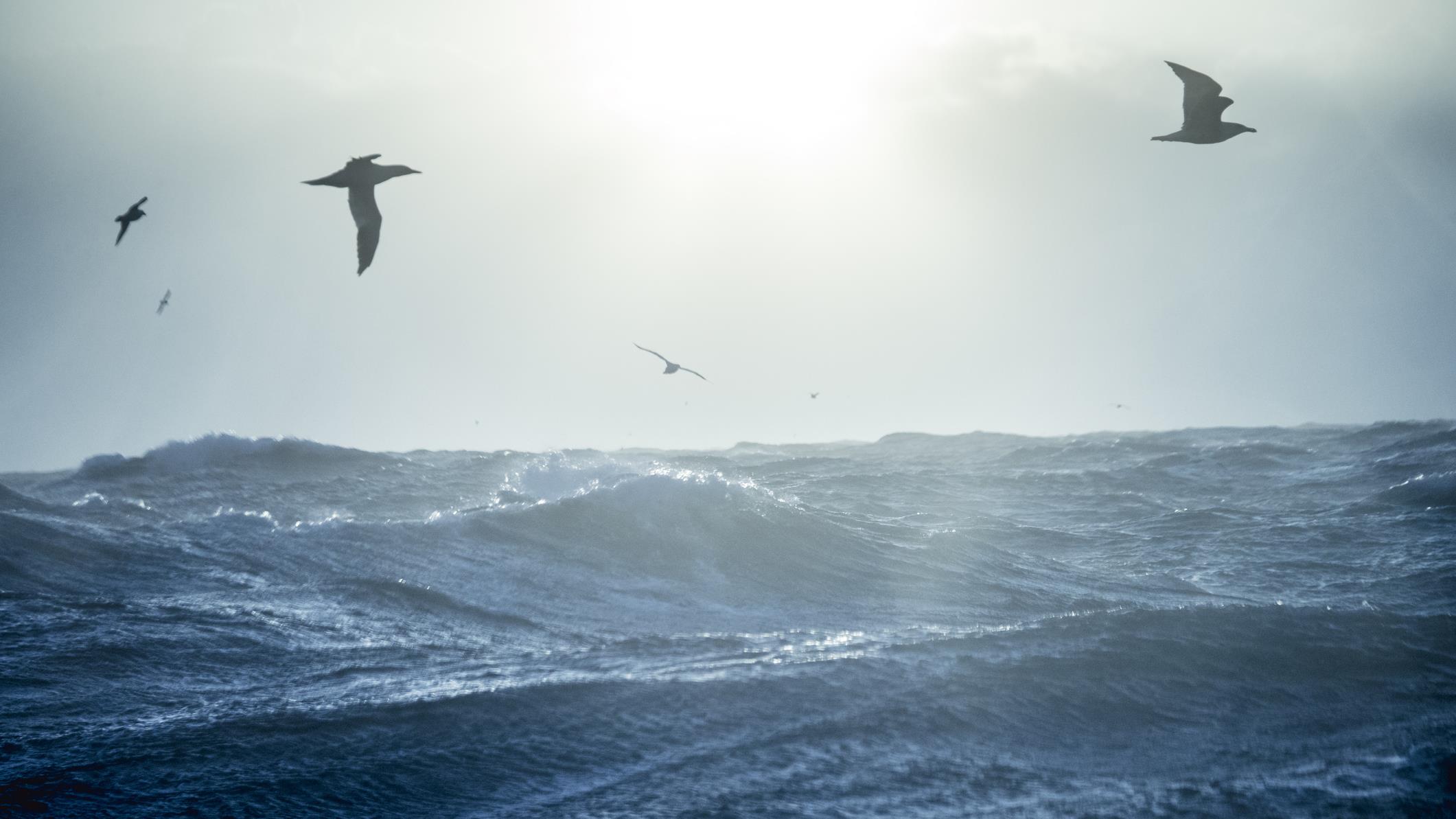 Traité international pour la protection de la biodiversité en haute mer ...