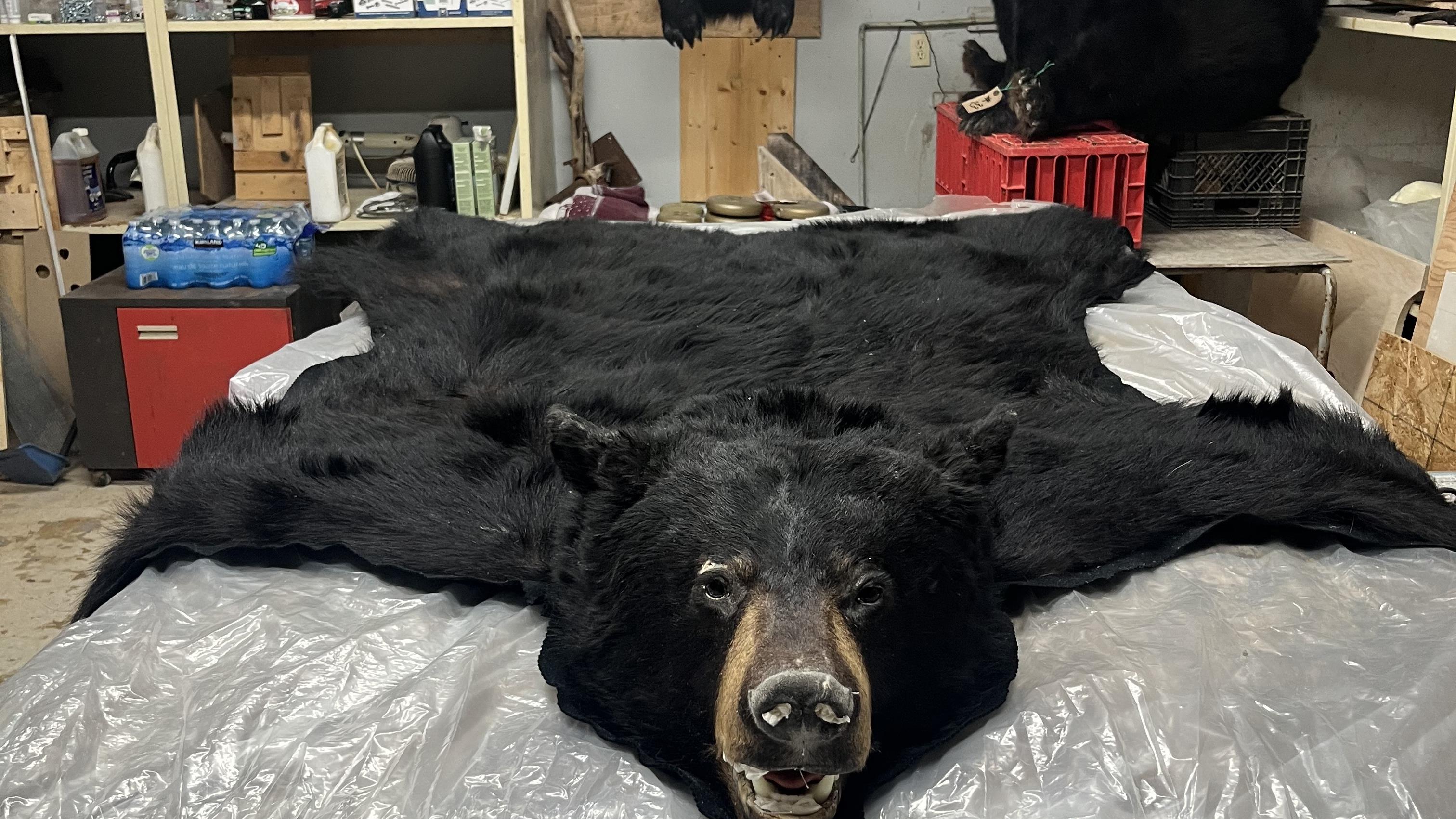 Fermeture prochaine de la Tannerie Taxidermie du BSL