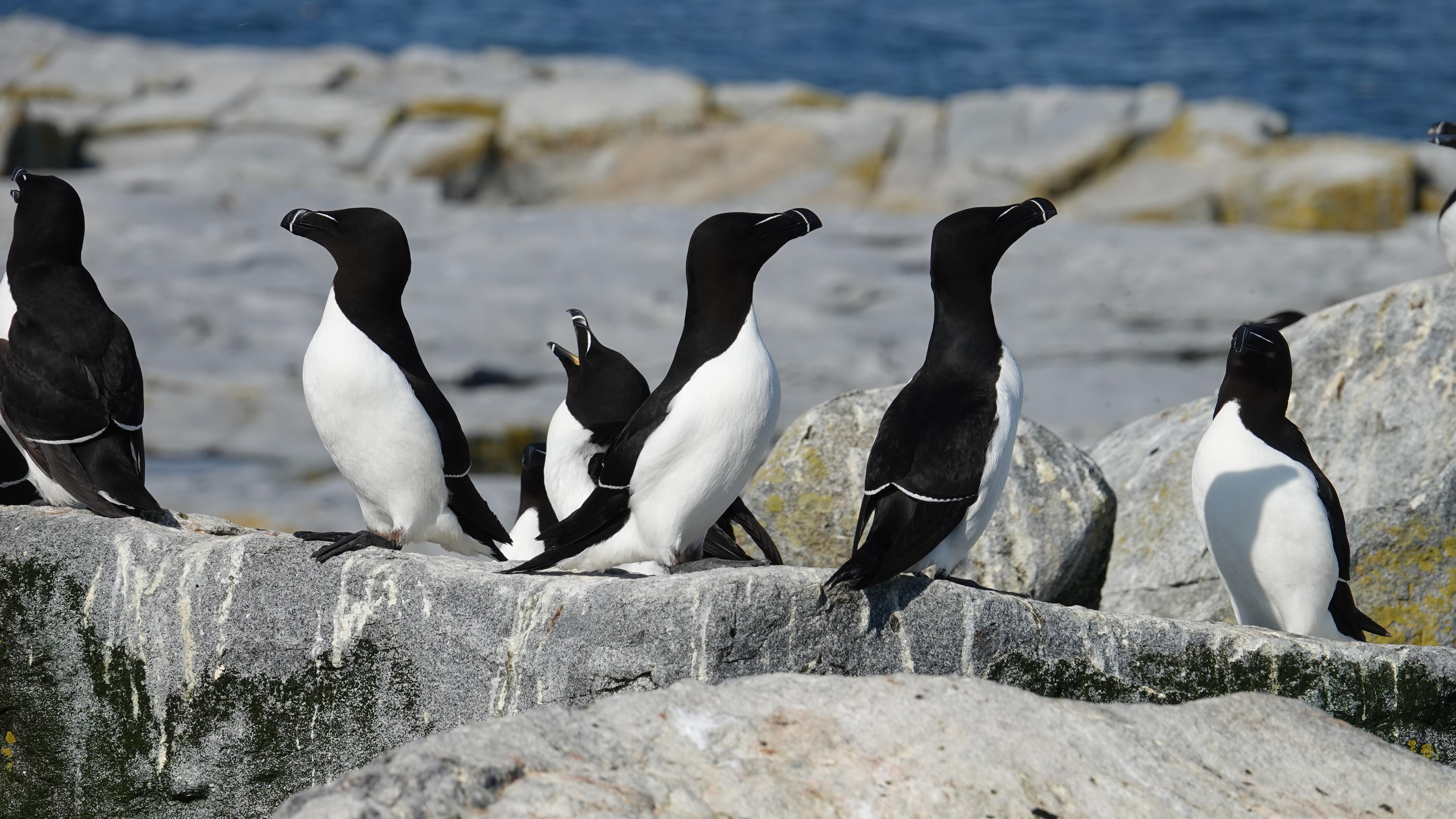La disparition du grand pingouin - Québec Science