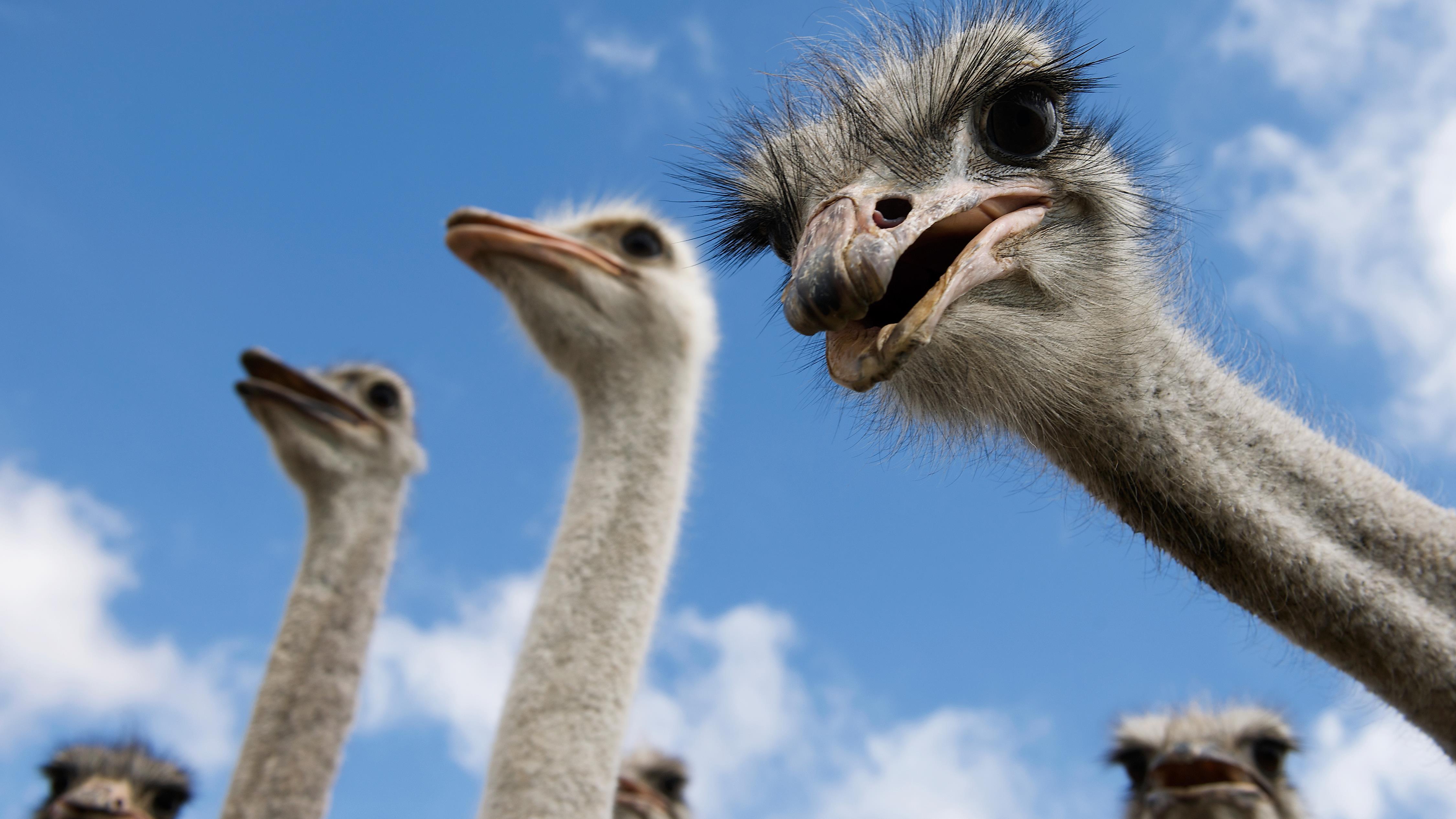 Nicolas Charbonneau L Homme Qui Parle Aux Autruches