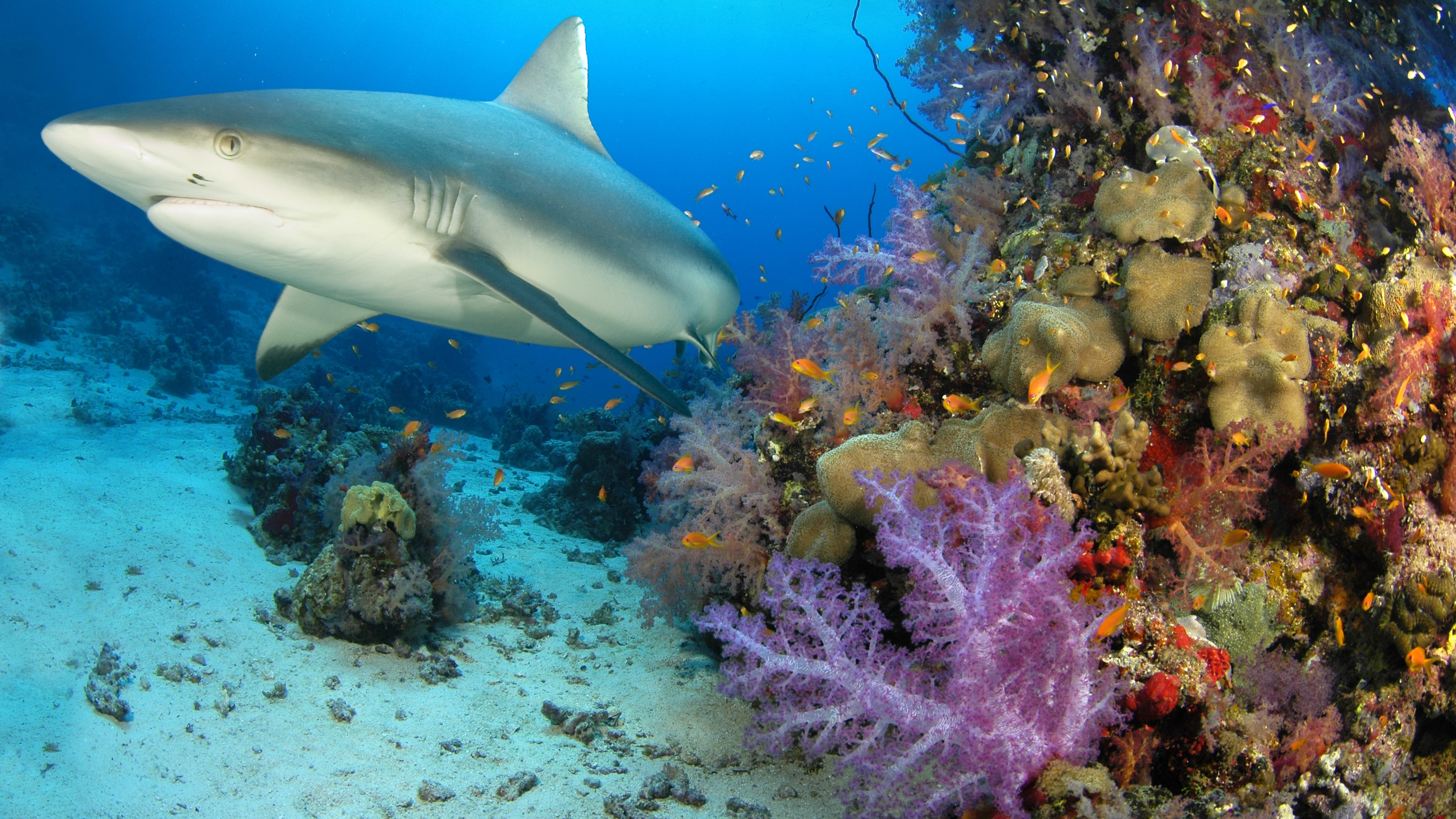 Le déclin des requin menace les écosystèmes marins
Le déclin des requin menace les écosystèmes marins