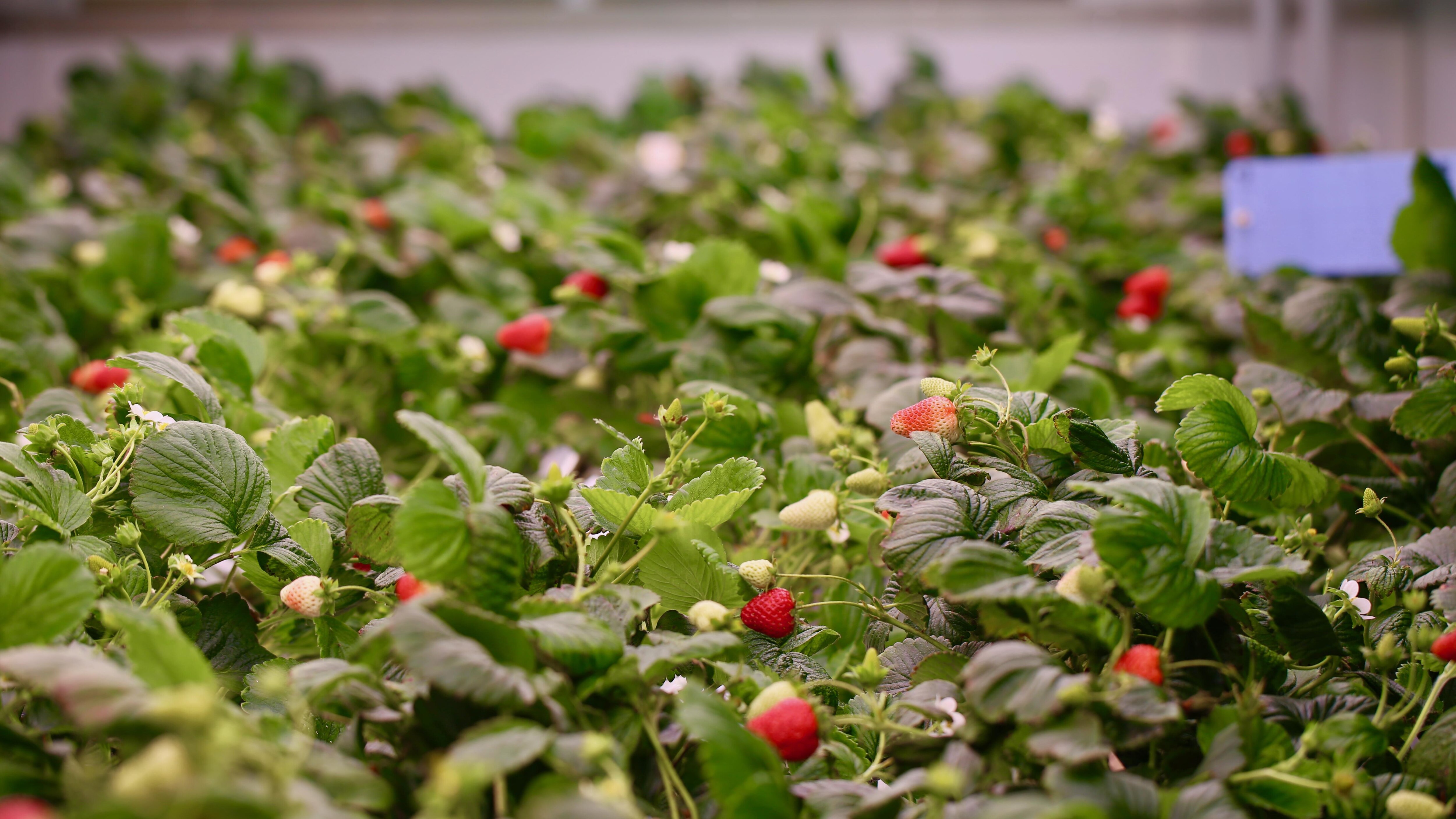 Faire pousser des fraises d’hiver au Québec Samedi et rien d'autre