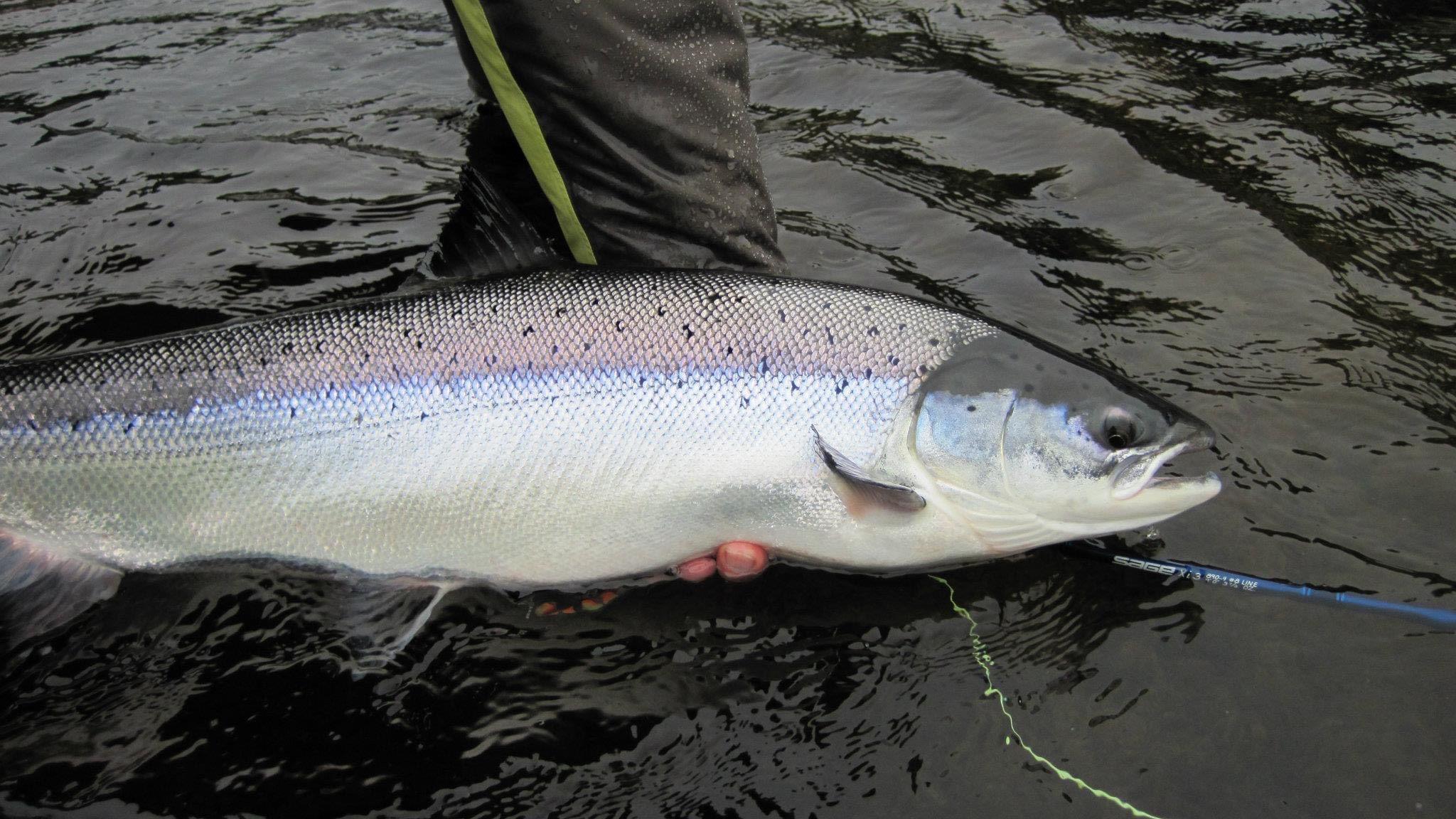 Début de la saison de pêche au saumon